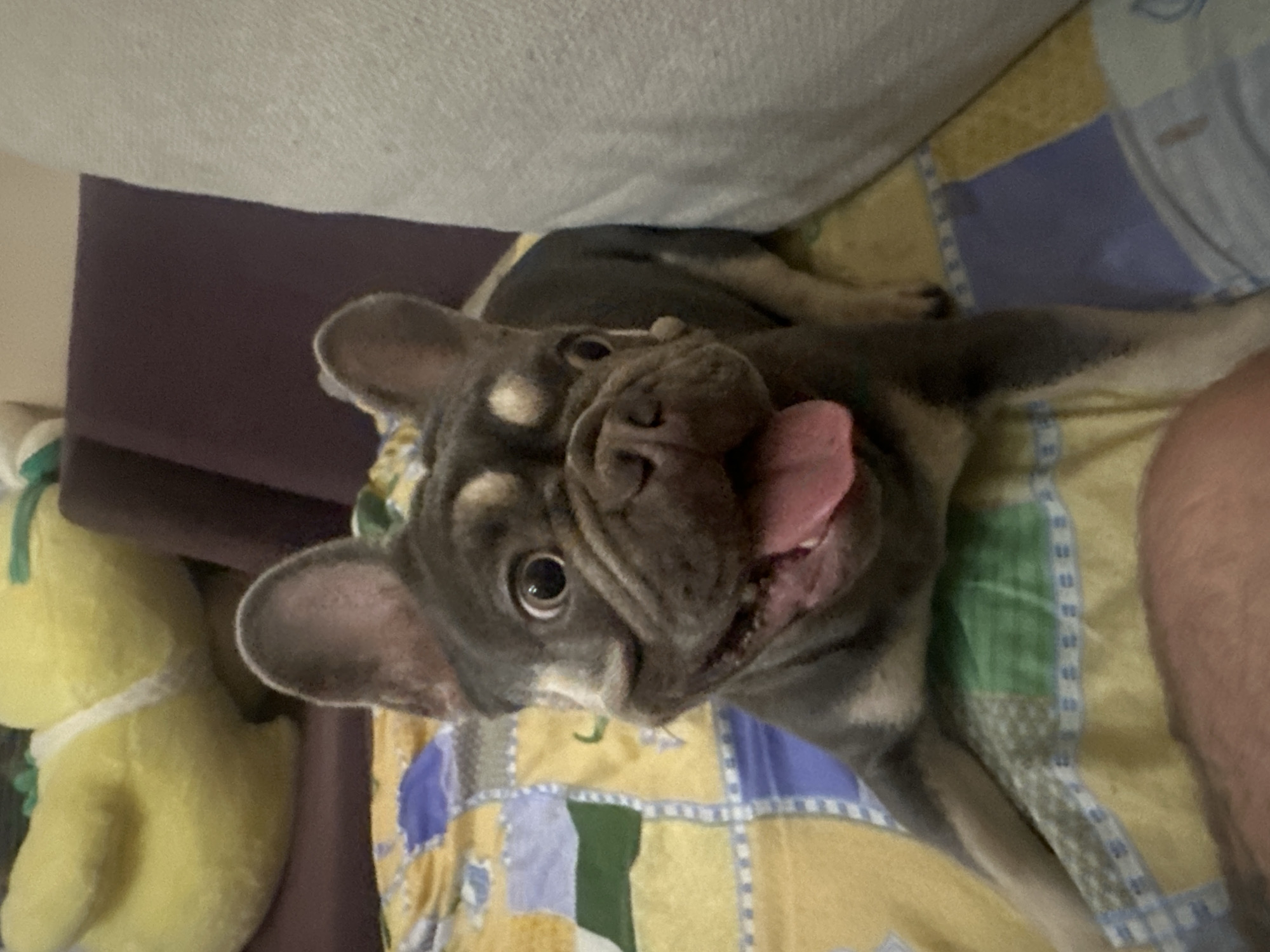 A French bulldog is lying on a bed with a colorful patterned blanket. The dog has a dark grey and tan coat, large upright ears, and its tongue is hanging out. Its eyes are wide open, and it appears to be looking directly at the camera. In the background, a blurry yellow stuffed animal can be seen on a dark purple couch. A person's arm is visible in the lower left corner of the image. The overall scene is informal and appears to be indoors.