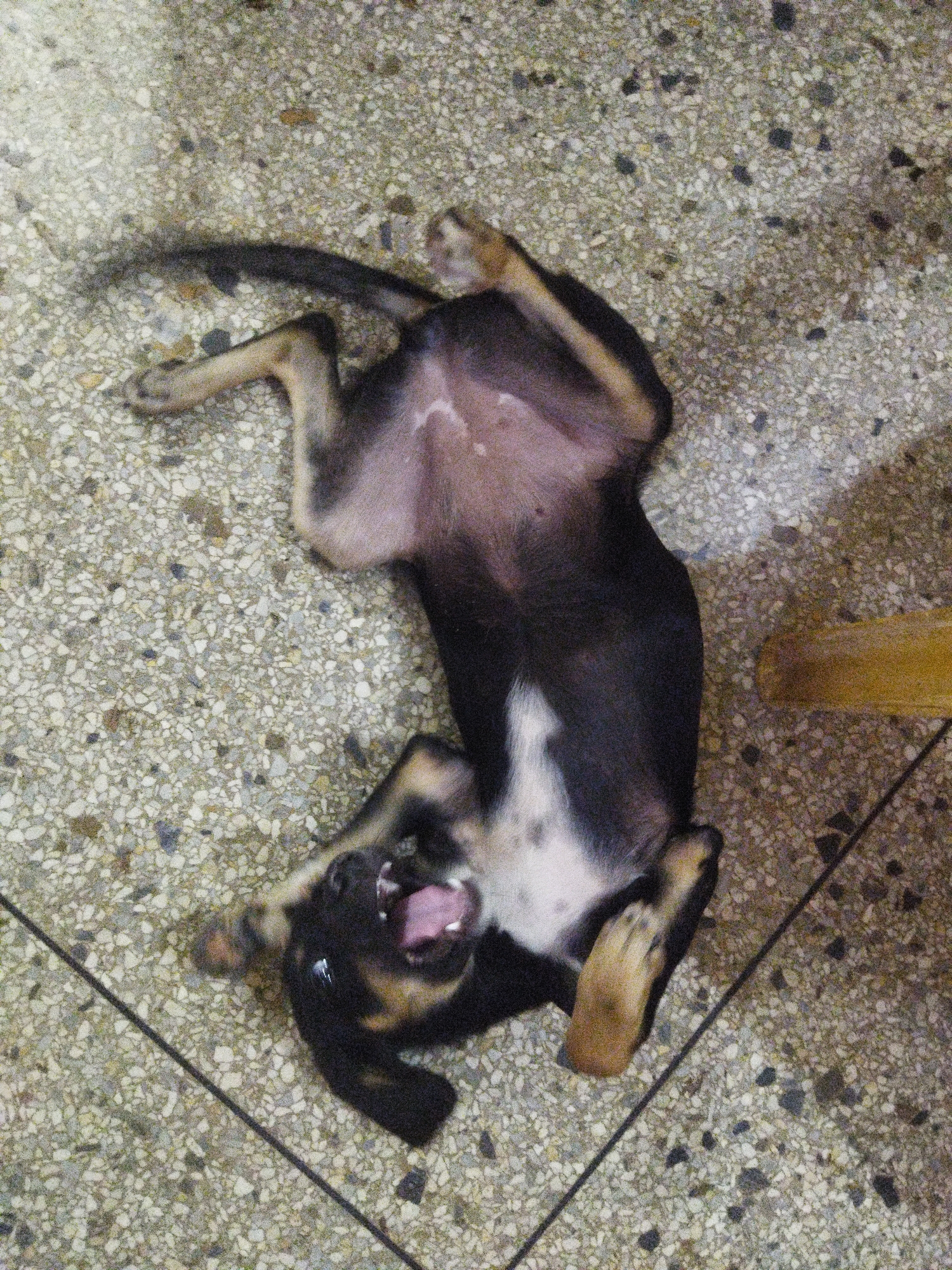 A small, dark-colored dog is lying on its back on a speckled, patterned floor. The dog is positioned diagonally in the frame. Its belly is exposed, and it has light-colored paws and a dark tail. The dog's head is tilted back, and its mouth is open, revealing its teeth and tongue. A dark line bisects the lower left corner of the image. A light-colored, blurry object is partially visible in the lower right corner. The image quality appears to be somewhat grainy. The location and city are unknown.