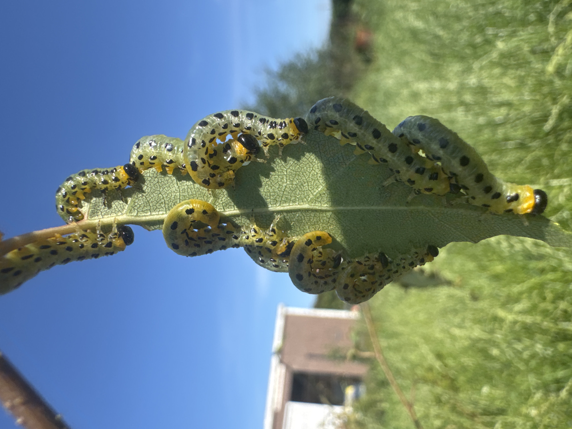 The image depicts a cluster of light green, segmented caterpillars with black spots and yellow markings feeding on a single green leaf. The caterpillars are coiled and draped over the leaf and a brown twig above it. The background is blurred, showing a bright blue sky, green grassy vegetation, and a light-colored building with a brown roof in the distance. This scene is located in Kempelevo, Russia.