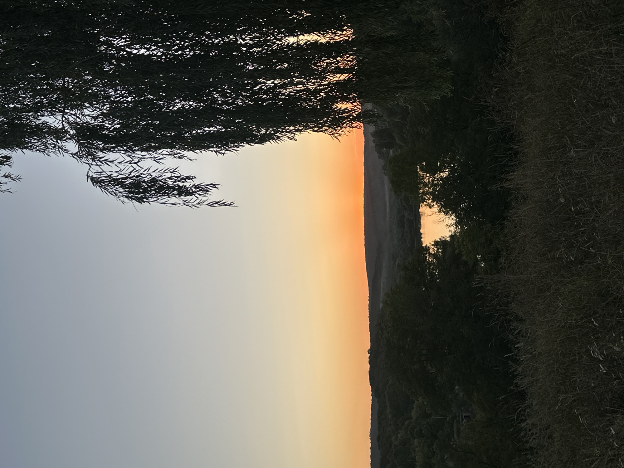 This is a vertical, eye-level, full-shot photograph taken at sunset in Makiv, Ukraine. The image depicts a landscape dominated by natural elements and the soft glow of the setting sun. In the foreground, tall, dry grass with some scattered wildflowers occupies the lower portion of the frame. To the right, the dark silhouette of a weeping willow tree hangs prominently, its long, thin leaves obscuring a portion of the sky and the distant landscape.
Beyond the foreground, a serene body of water, possibly a lake or river, reflects the warm hues of the sunset. The water is surrounded by a dense forest of trees, their dark forms creating a stark contrast against the illuminated sky. The horizon line is marked by a rolling terrain of hills covered in trees. The sky transitions from a pale blue at the top of the frame to a vibrant orange and yellow band near the horizon, indicating the sun is low in the sky. There are no people or visible human structures within the frame. The overall mood of the image is tranquil and serene, capturing the beauty of nature at dusk.