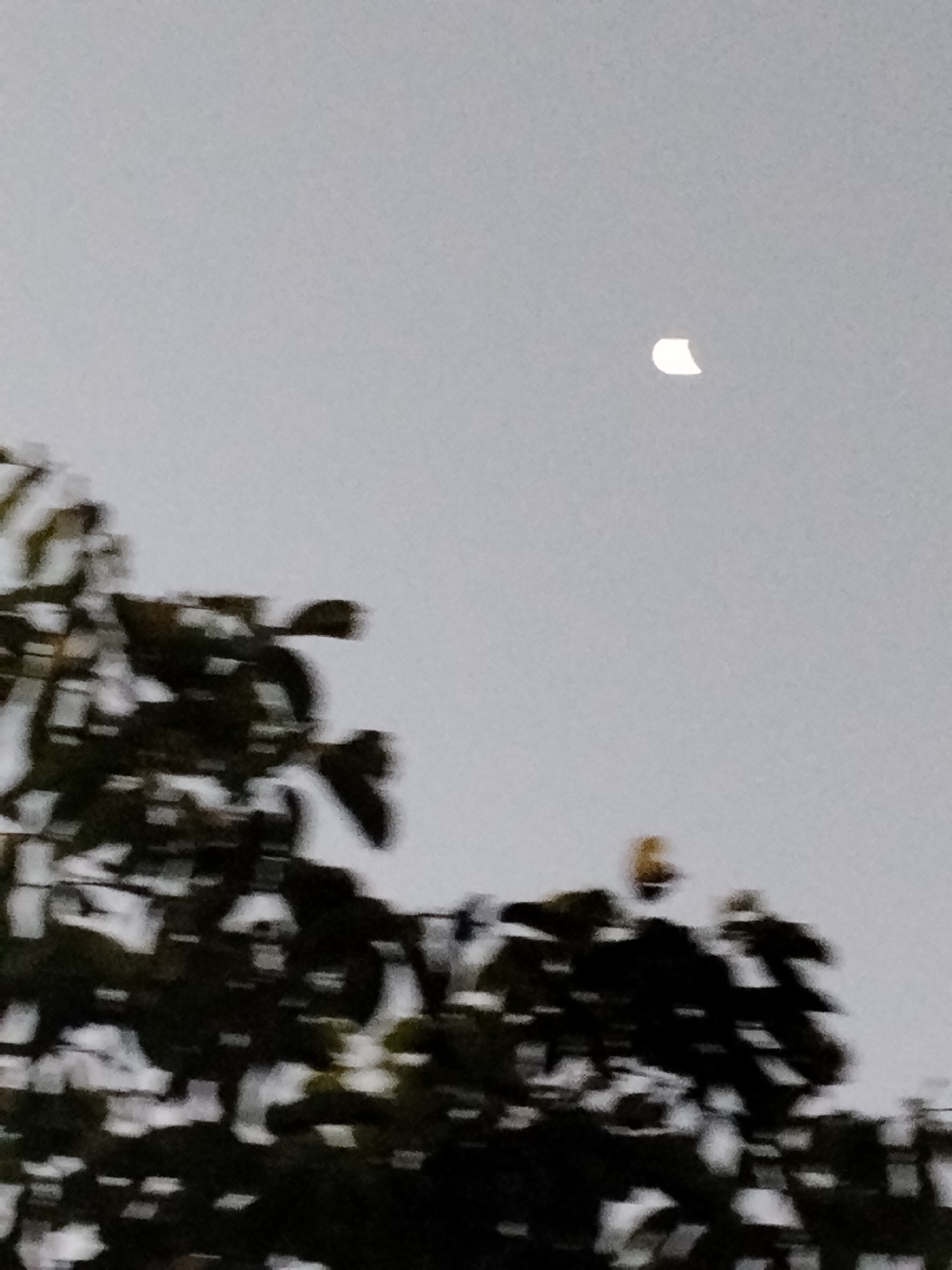 The image captures a partially eclipsed sun in a hazy sky, viewed through the blurry branches of trees. The sun appears as a crescent shape with a bright, illuminated curve against the overcast sky. Dark, out-of-focus foliage occupies the lower portion of the frame, suggesting a natural setting. The scene appears to be outdoors, with the focus primarily on the celestial event and the obstructing vegetation. No people or specific landmarks of Ustyvytsia, Ukraine, are identifiable.