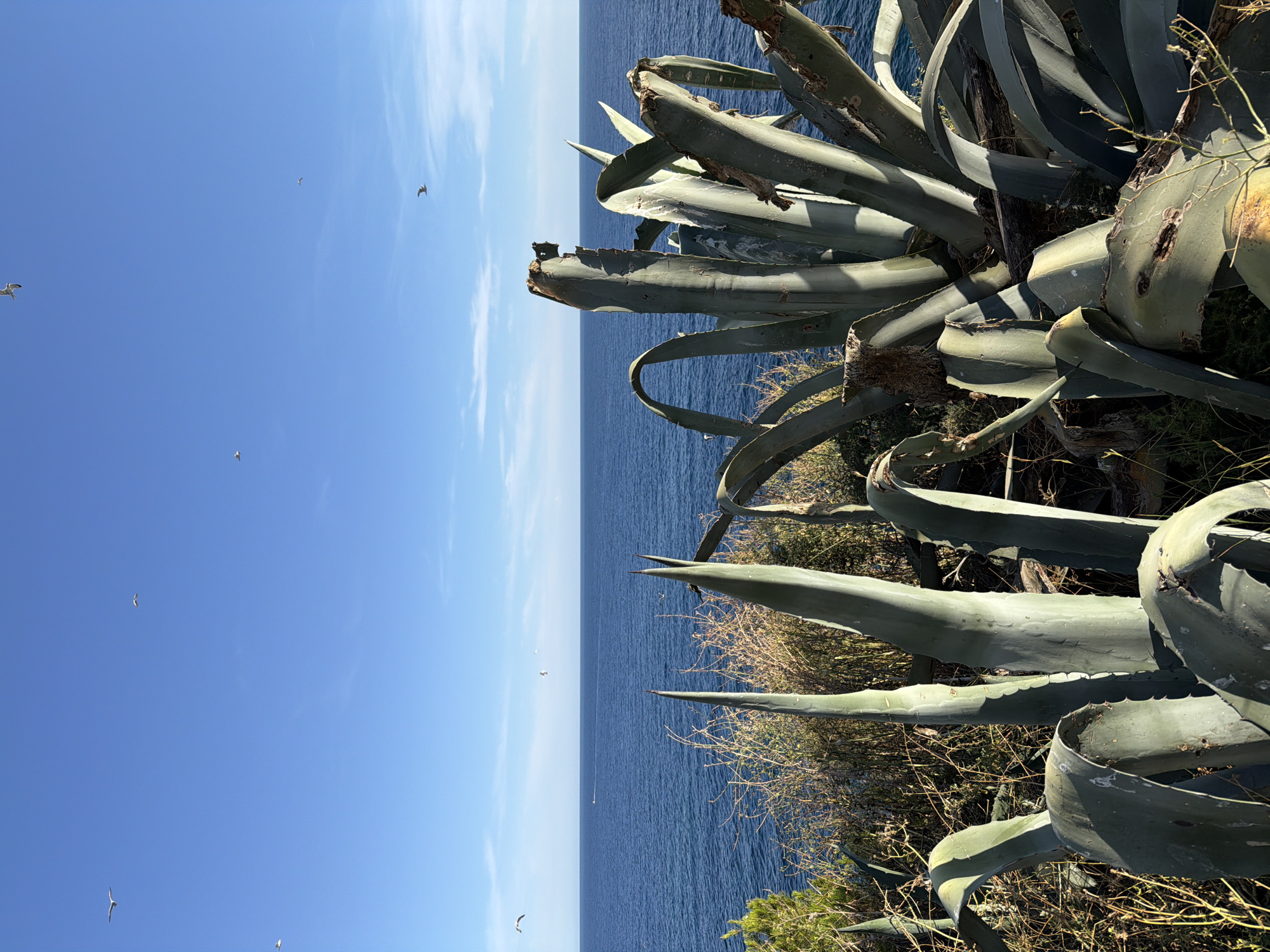 The image captures a coastal scene in Petrovac na Moru, Montenegro, dominated by large agave plants in the foreground. The plants are lush green with thick, spiky leaves, some showing signs of damage or age. Behind the agaves, a vast expanse of deep blue sea stretches to the horizon under a clear, bright blue sky. Several birds are visible in flight against the sky, suggesting a breezy day. The sea is calm, with a distant, small boat visible. The vegetation on the rocky coastline includes dry, wispy grasses and some green bushes, adding texture to the landscape. The overall impression is one of natural beauty and a serene coastal environment.