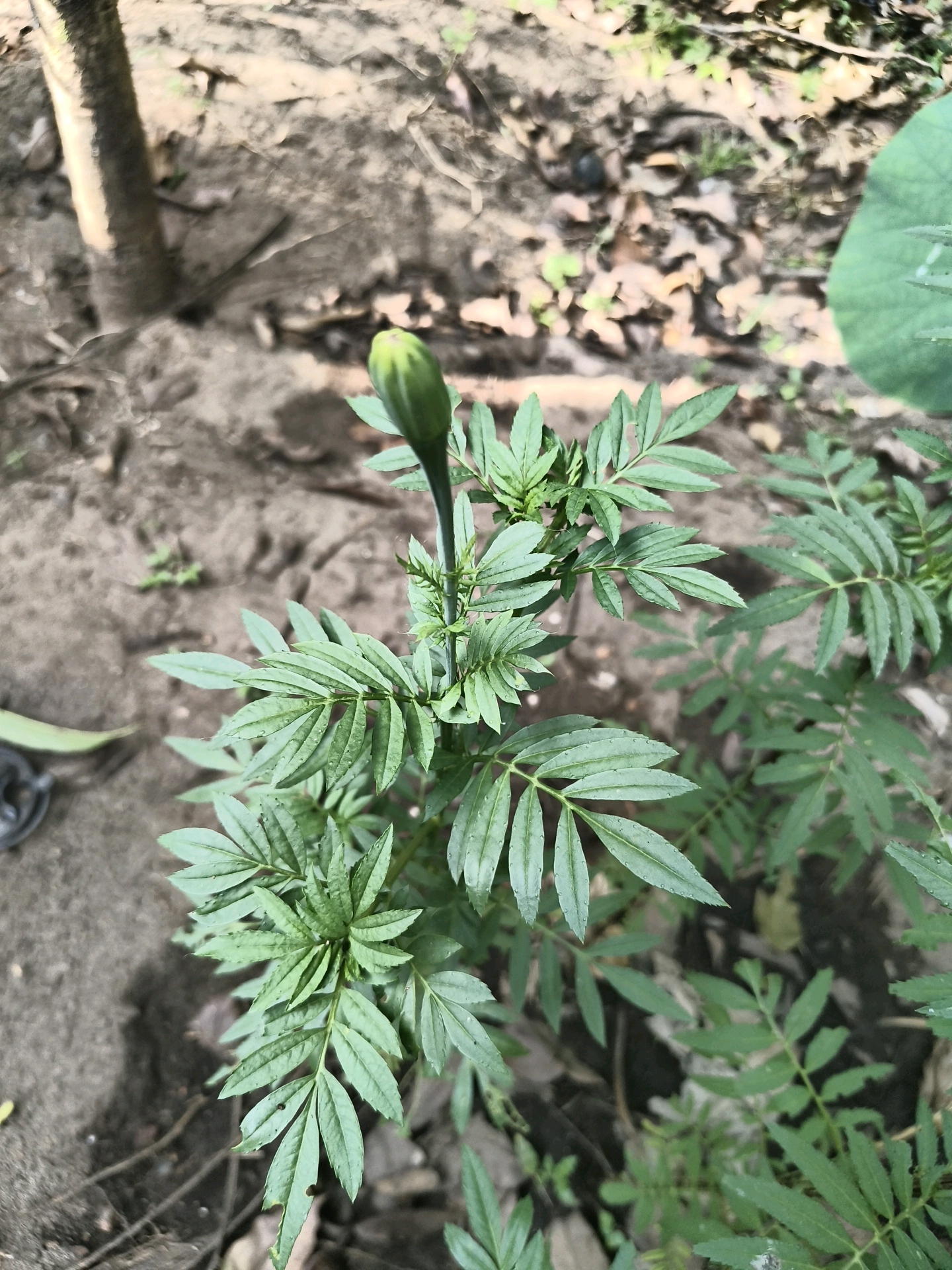 An overhead shot captures a marigold plant with a single bud at its apex, positioned in the foreground. The plant's finely serrated, deep green leaves fan out from a central stem. The background features dark, rich soil interspersed with fallen leaves and a hint of a light-colored trunk on the left. The scene is set outdoors in the city of Thriprayar, India, on a bright day.