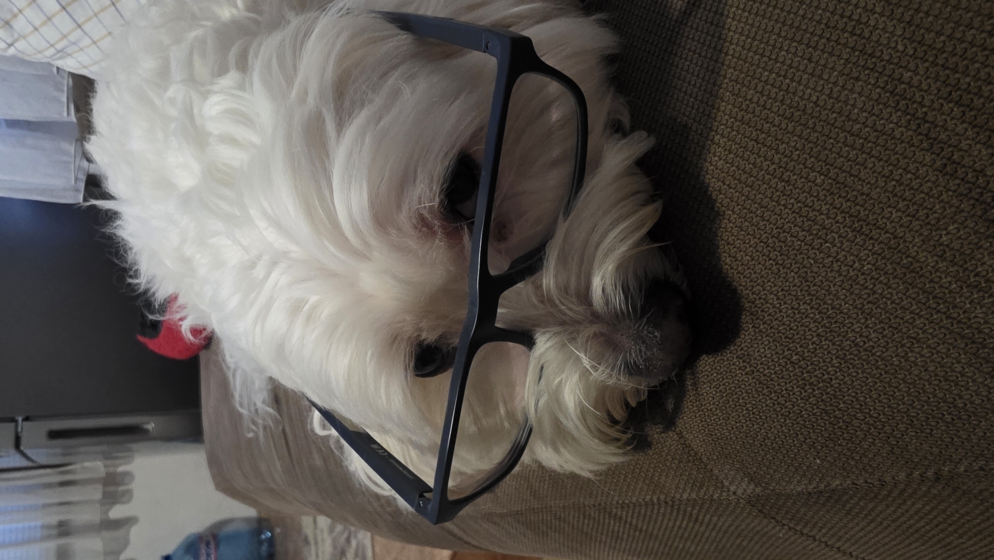 A white, fluffy dog is lying on a brown, textured surface, possibly a sofa or bed. The dog is wearing black-rimmed glasses that cover a portion of its face. A small red object is visible near the dog's head. In the background, there is a television set. There is not enough information to verify that the image was taken in Blagoevgrad, Bulgaria.