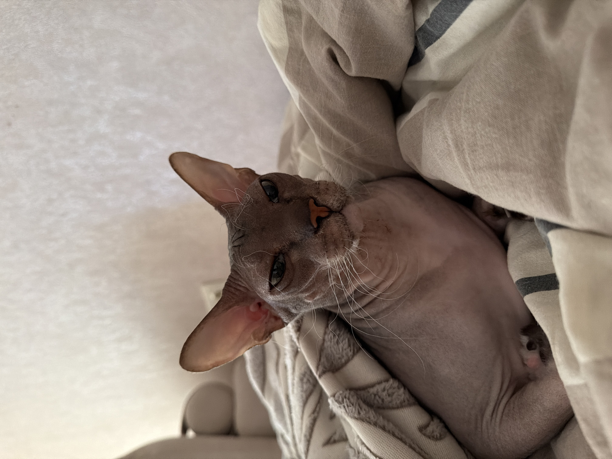 A hairless cat is resting under a blanket on a bed. The cat is facing the camera, with its head turned slightly to the left. The cat has large ears, wrinkly skin, and prominent whiskers. The blanket is made of a soft material and has a striped pattern. The background is a plain wall with some subtle texture. The scene appears to be indoors.