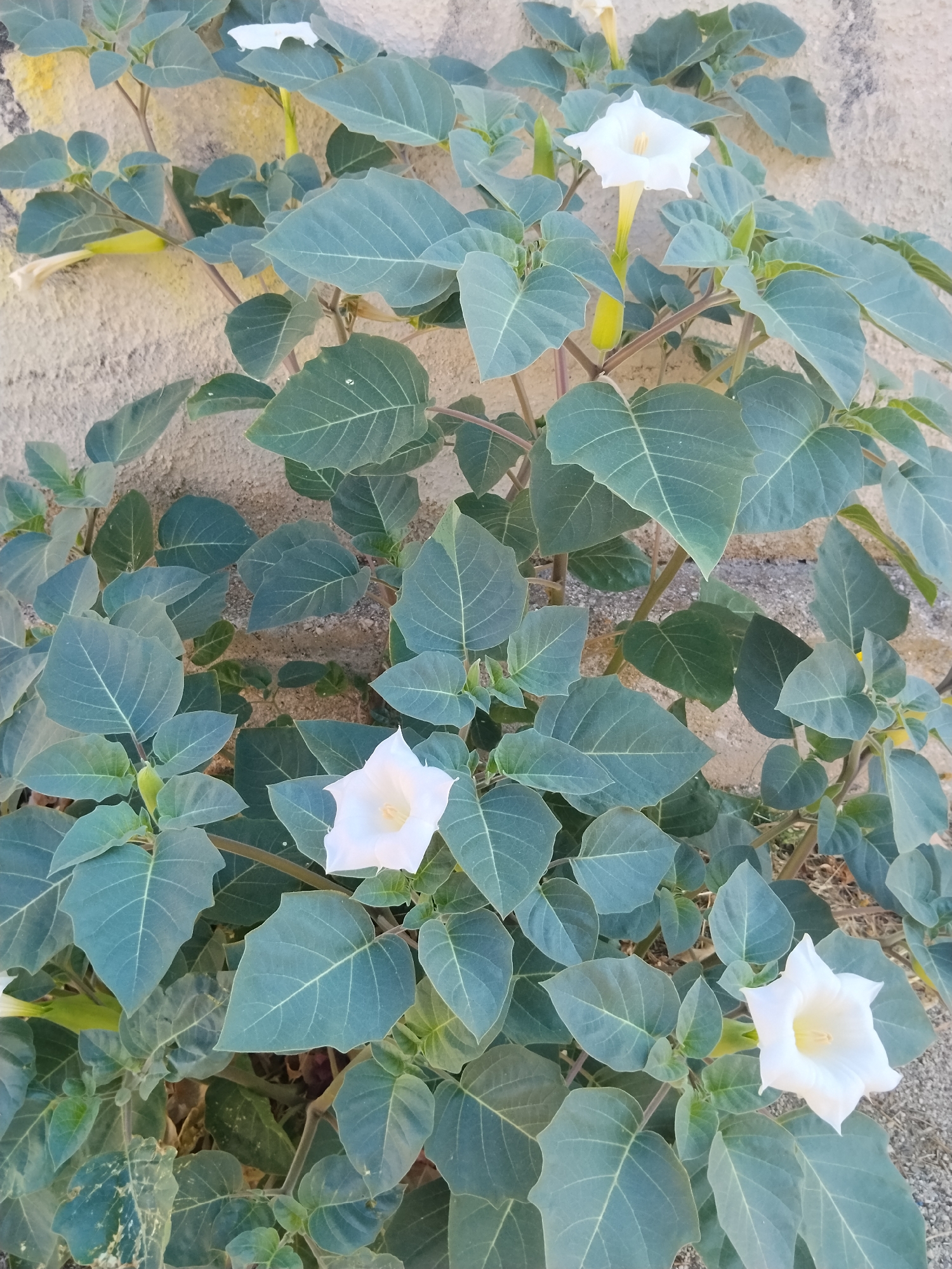 A white Datura flower with a trumpet-shaped corolla is in bloom. The flower is surrounded by large, ovate, serrated leaves. The plant is growing against a textured beige wall, possibly a building exterior. The lighting suggests it is daytime, with shadows indicating the direction of the sun. The scene is devoid of any people or other living creatures.