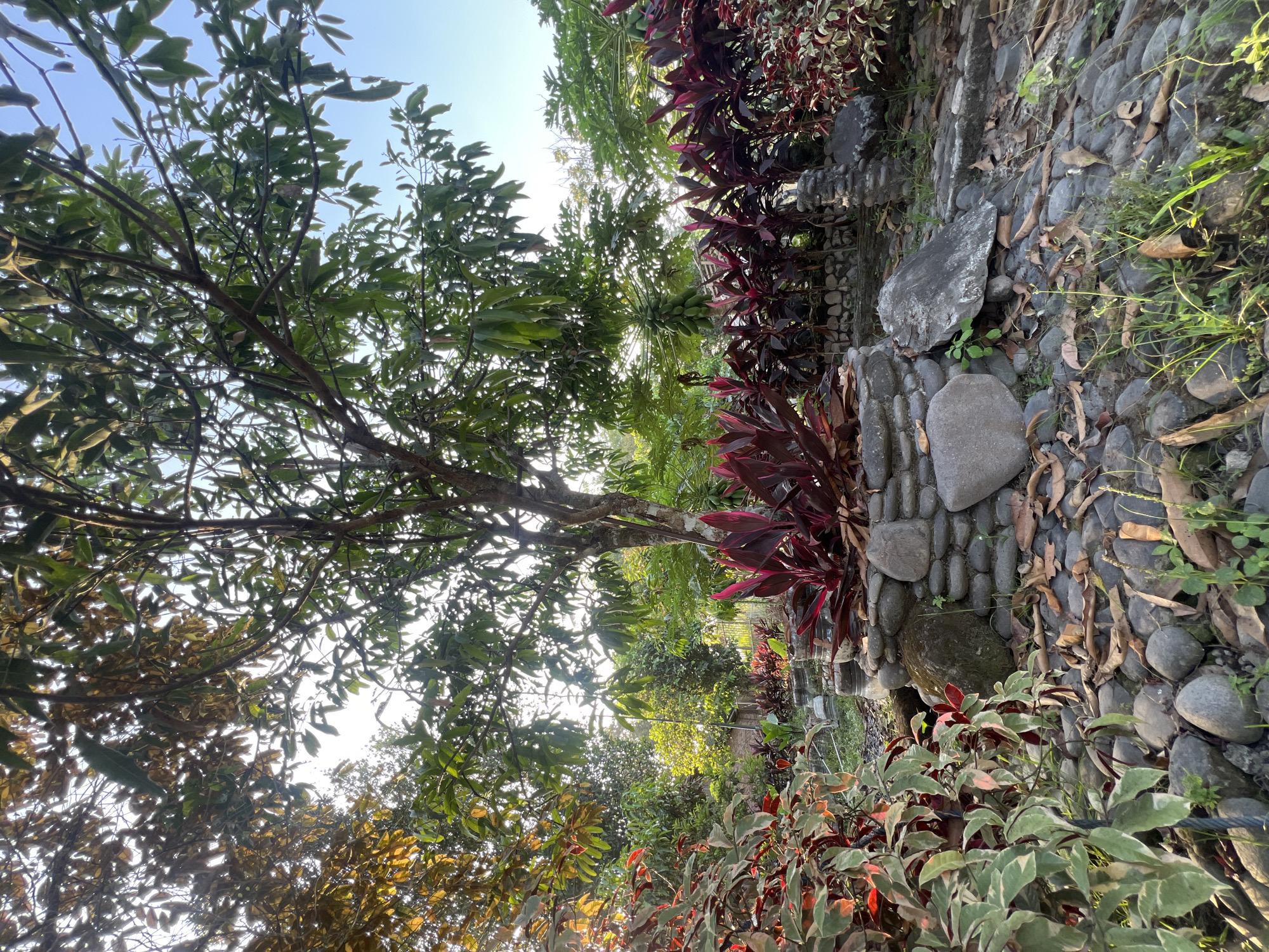 A low-angle, medium shot captures a lush garden scene bathed in the soft light of what appears to be late afternoon or early morning. In the foreground, a circular planter constructed from rough, grey stones is filled with vibrant red-leafed plants. Large, rounded stones are scattered around the base of the planter, and the ground is covered with smaller, smooth grey stones and scattered dry leaves. To the left of the planter, a plant with variegated green and white leaves is prominent, its foliage catching the light. Behind the planter, a large tree with a textured brown trunk dominates the center of the frame. Its branches, laden with green leaves, extend upwards and outwards, partially obscuring the sky. Behind this central tree, a cluster of green fruits, possibly papayas, hangs from another tree, hinting at a tropical setting. The background reveals a dense arrangement of various trees and foliage, with a glimpse of a small, rustic structure and a fence further back. The sky is a clear, pale blue. The overall impression is one of a peaceful, cultivated outdoor space.