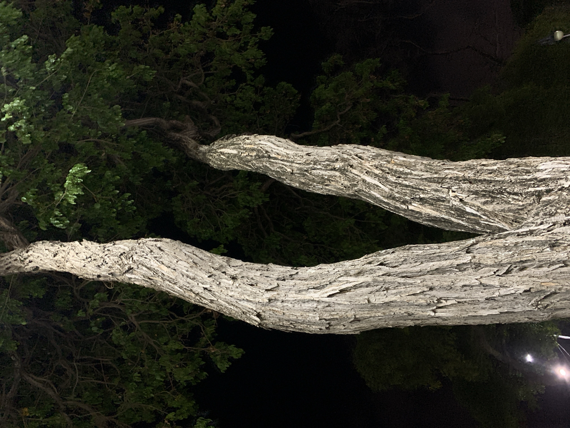 The image presents a nocturnal outdoor scene dominated by two large, light-colored tree trunks or branches. These thick, horizontal elements are heavily textured with deeply ridged, pale grey bark, reflecting available light and standing out against the dark background. The upper trunk extends from the left side towards the upper right, while the lower one runs parallel below it, forming a prominent V-like composition.
Behind and above these main trunks, the tree's dense foliage is visible, characterized by dark green leaves and intricate branch patterns, partially illuminated in some areas. The overall background is a deep black, indicating nighttime. In the lower right section of the original image, subtle artificial light sources, possibly streetlights, are faintly visible, casting a soft glow that subtly illuminates parts of the lower tree and surrounding darkness.
The focus is entirely on the natural forms and textures of the trees. There are no people, animals, or specific activities depicted. The rugged texture of the bark is a prominent detail, giving the trunks a distinct character. No text is visible in the image, and while the context specifies Santa Ana, Venezuela, there are no explicit geographical landmarks within the frame to confirm this. The leaves appear still, providing no information about weather conditions.
