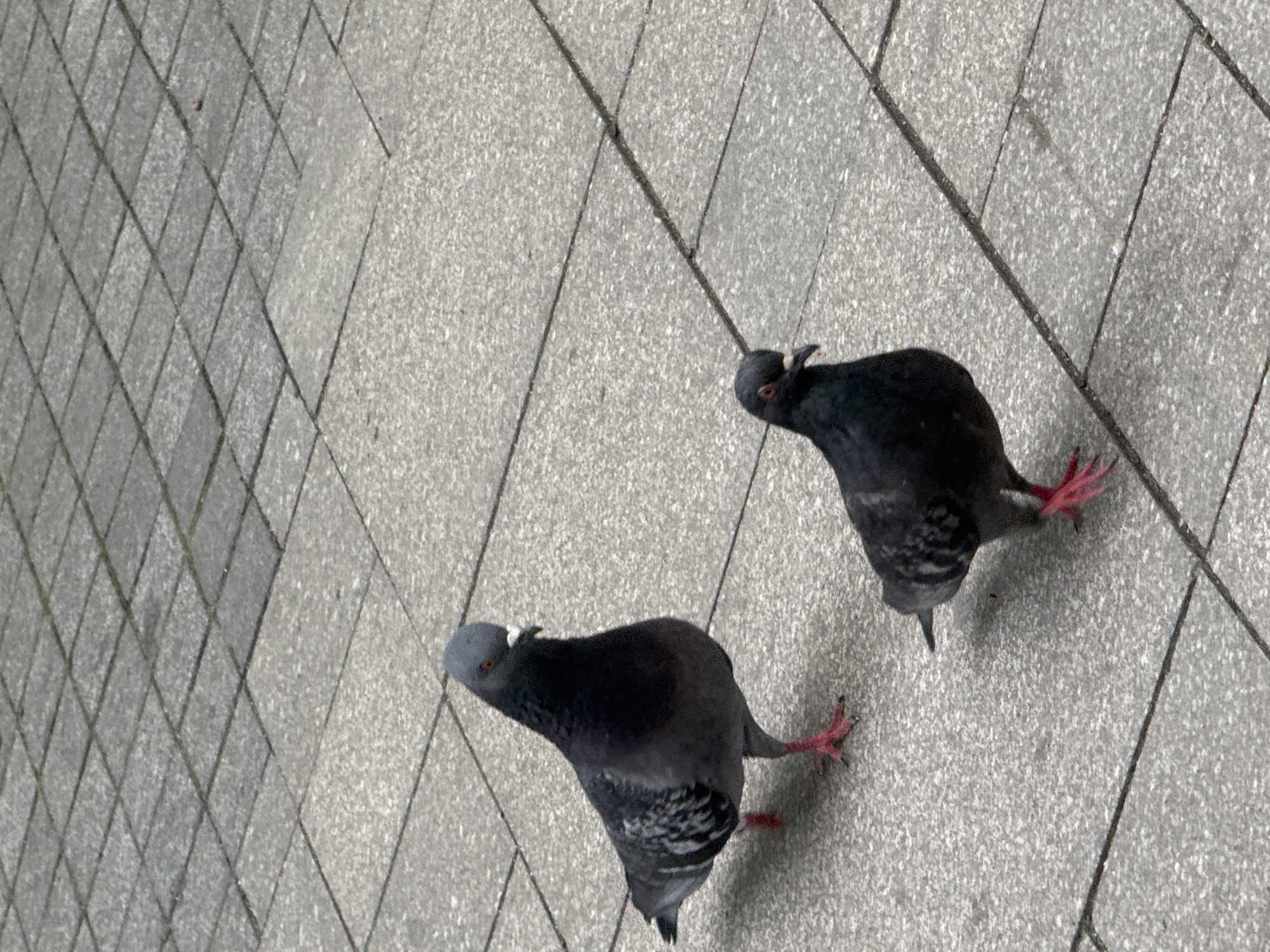 A high-angle, slightly rotated shot captures two rock pigeons standing on a paved surface in Sofia, Bulgaria. The pavement is distinctly divided into two sections: the left and upper portion features dark grey, diamond-shaped concrete tiles, while the right and lower portion consists of a lighter, textured, speckled grey surface. The transition between these two paving styles runs diagonally across the frame.
The pigeon in the foreground, positioned towards the lower-left, has a dark grey body with a lighter head and visible reddish feet. Its left wing displays subtle white and black mottled patterns. It appears to be looking towards the upper-left, its head slightly tilted. The second pigeon is situated further back, towards the middle-right of the frame. It also has a dark grey body, lighter grey head, and prominent reddish feet, and is looking towards the upper-right. Both birds appear to be calmly standing or possibly foraging on the ground under natural daylight conditions. There is no visible text.