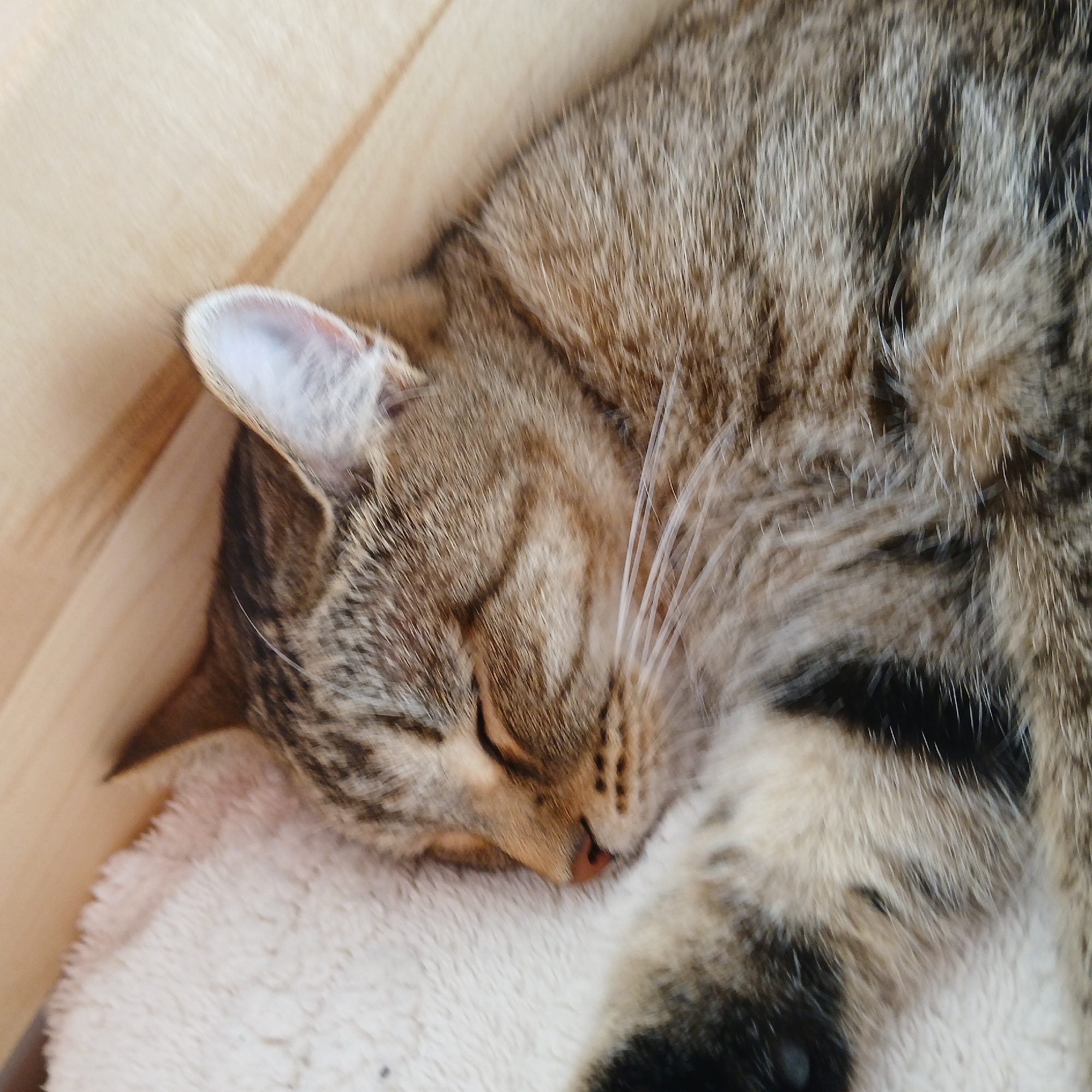 A close-up, slightly blurry, eye-level shot captures a tabby cat sleeping peacefully on a soft, cream-colored blanket. The cat's head is angled towards the right side of the frame, with its eyes closed and its nose a light pink. The cat's fur exhibits a classic tabby pattern of brown, black, and grey stripes. Its whiskers are visible, extending outwards. The background consists of light-colored wooden planks, suggesting the cat is resting in a cozy, indoor environment, potentially a home in the city of Samarsky, Russia. The overall impression is one of serene slumber.