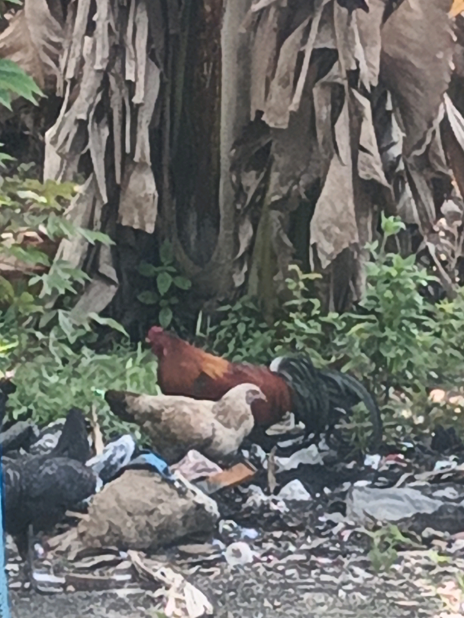 In Linggatiga, Indonesia, a group of chickens scavenge amidst debris. One chicken, predominantly brown with black and green iridescent feathers, stands out. Beside it, a lighter-colored chicken is partially visible, and to the left, several darker-colored chickens are present, one of which is black. They are surrounded by a mixture of organic material, likely fallen leaves and plant matter, and human-generated trash, including plastic bags and discarded items. The background features a large tree trunk covered in dried, fibrous bark, with green foliage and undergrowth surrounding the base.