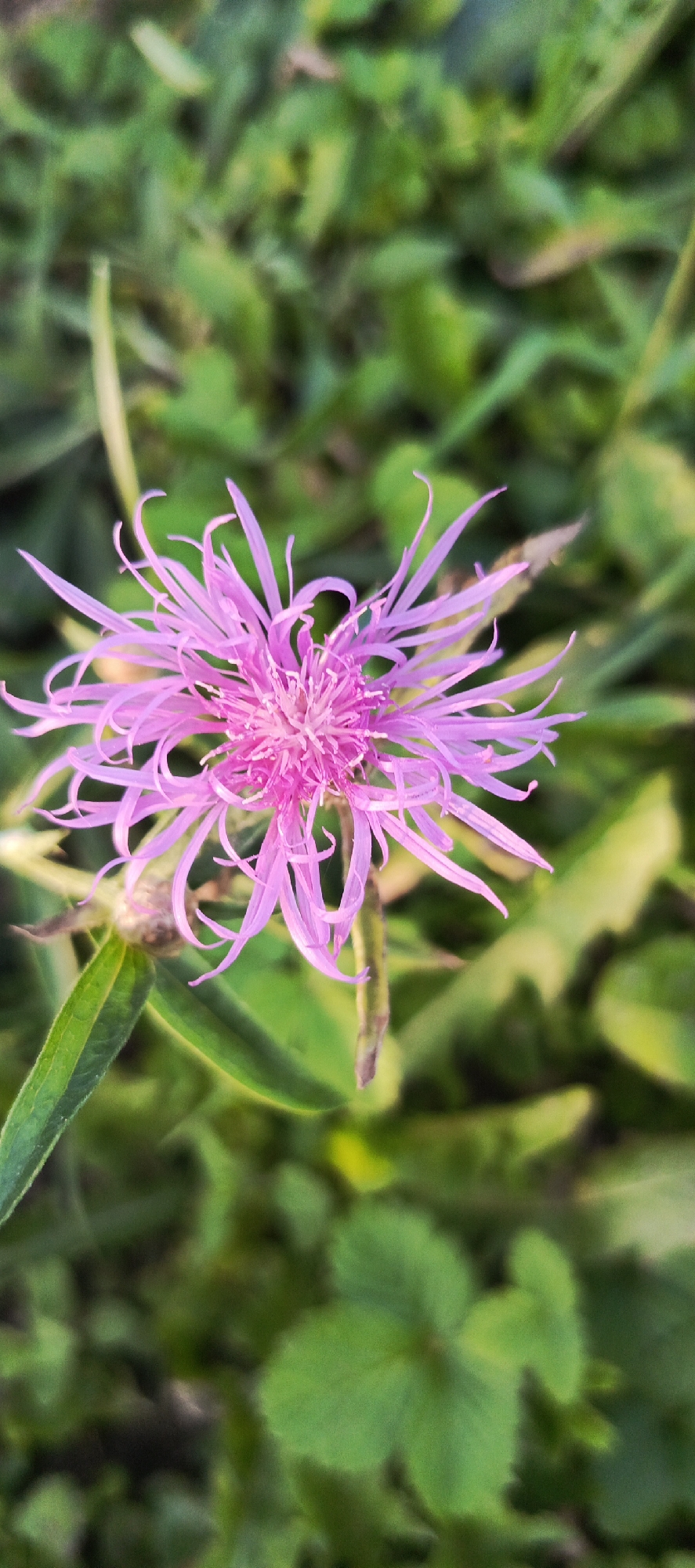 A close-up, vertical shot shows a vibrant pink flower with delicate, spiky petals. The flower is the primary subject, positioned slightly off-center to the left and in focus. Its petals radiate outwards, with some curling slightly at the tips. The center of the flower is a denser cluster of lighter pink filaments. Below and to the left of the flower, a green leaf with visible veins is partially visible. The background is a blur of green foliage, suggesting an outdoor, natural setting. The lighting appears soft, likely natural daylight, casting a gentle glow on the flower. The image does not contain any elements that would suggest a specific location within a city.