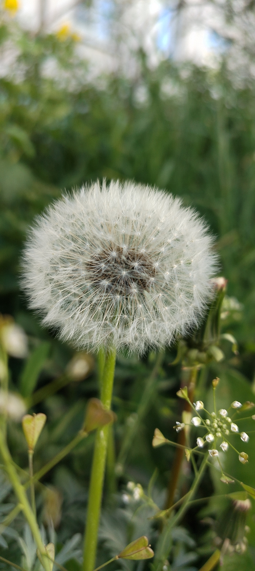 A close-up shot features a dandelion seed head in focus, with a green stem rising from a patch of various green plants and small white flowers in the foreground and background. The image does not provide enough information to confirm its location in Chaikovsky, Russia or any specific city. There are no people in the scene.