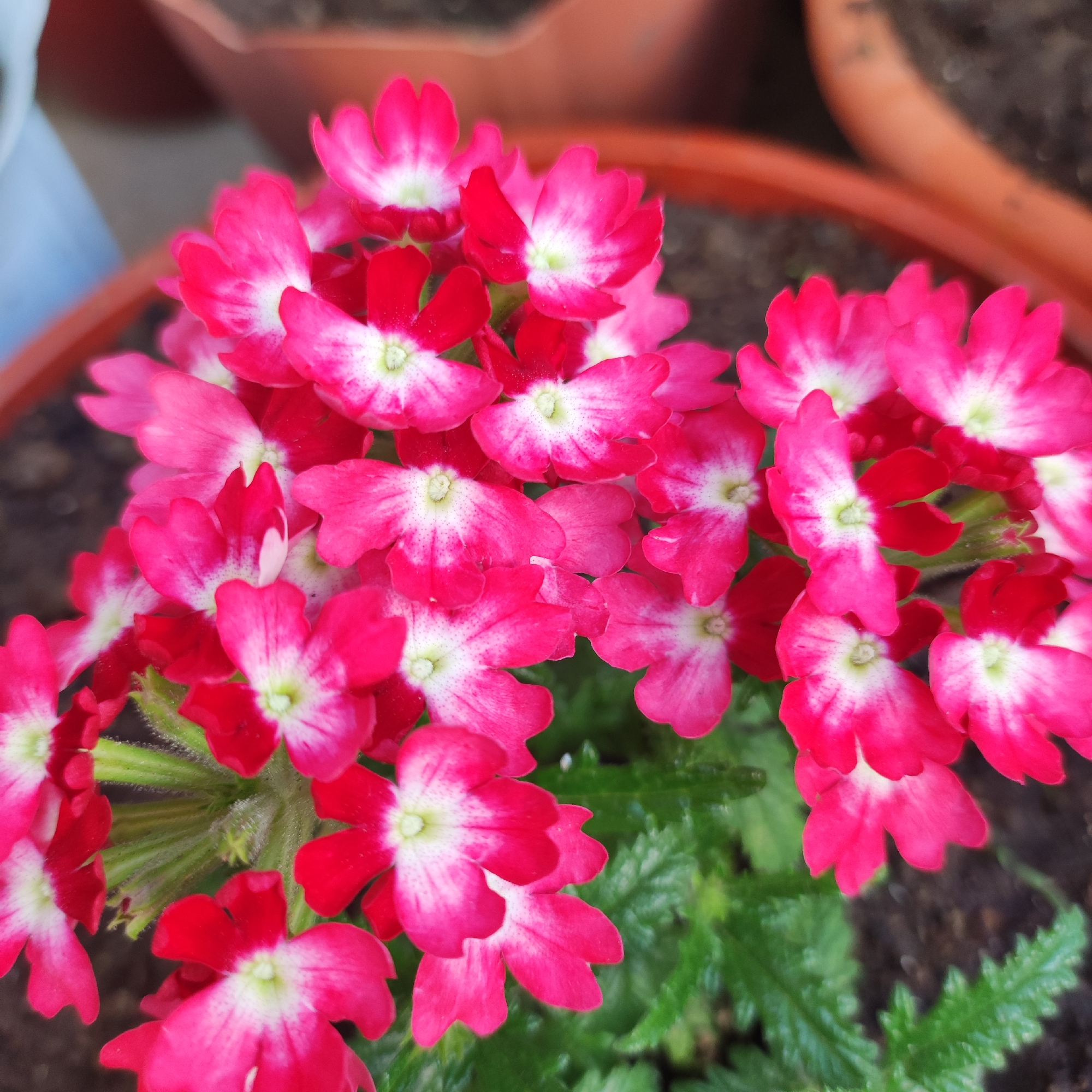 A close-up, eye-level shot shows a cluster of vibrant pink and white flowers with visible green stems and leaves. The flowers have five distinct petals, each with a white center fading into pink edges, and some feature delicate pink speckles. The background is blurred, but appears to be an outdoor setting with brown planters and dark soil. The image was taken in Navoloki, Russia.