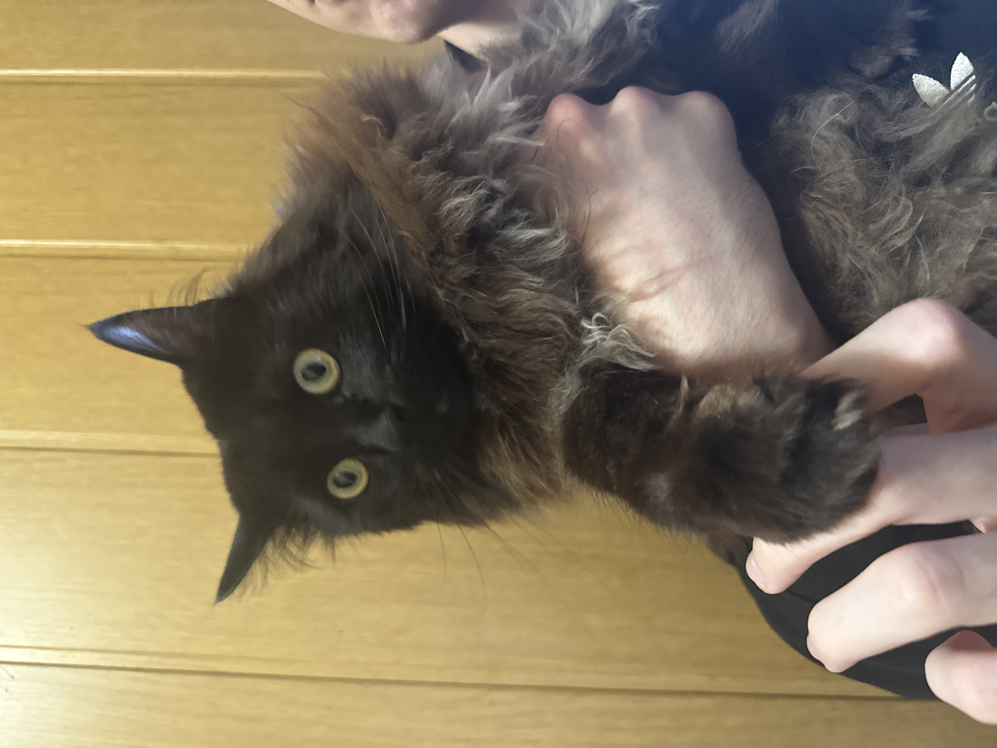 A person is holding a long-haired black cat. The cat has large, round, yellowish-green eyes. The background appears to be a wooden wall. The location is not discernible from the image.