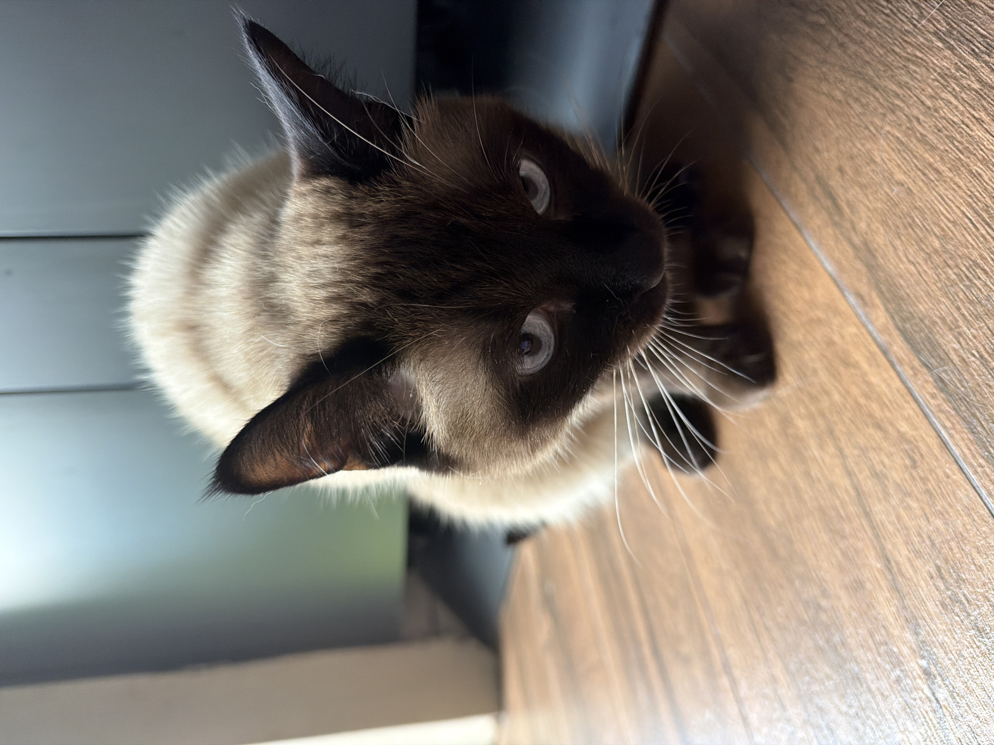 A Siamese or colorpoint cat is depicted indoors, situated on a light-brown wooden floor. The cat is looking directly upwards and slightly to its right (from the viewer's perspective), exhibiting an alert and curious expression. Its body, which appears to be a creamy or light tan color, is angled away from the camera, while its face is turned to gaze upwards.
Notable features of the cat include its distinctive dark brown "points" – a mask-like coloration on its face, dark ears, and dark paws – which contrast sharply with its lighter body fur. Its eyes are a striking light blue, and long, prominent white whiskers fan out from its muzzle. The lighting appears natural and highlights the texture of the cat's fur and the alertness in its gaze.
The immediate setting is a wooden floor with a visible grain pattern. In the background, behind the cat, there is a dark, indistinct area which could be a baseboard, a piece of furniture, or a shadowed wall, suggesting the presence of indoor structures. Above this dark area, a lighter, blurred surface is visible. There is no visible text in the image. The scene suggests a quiet, domestic environment.