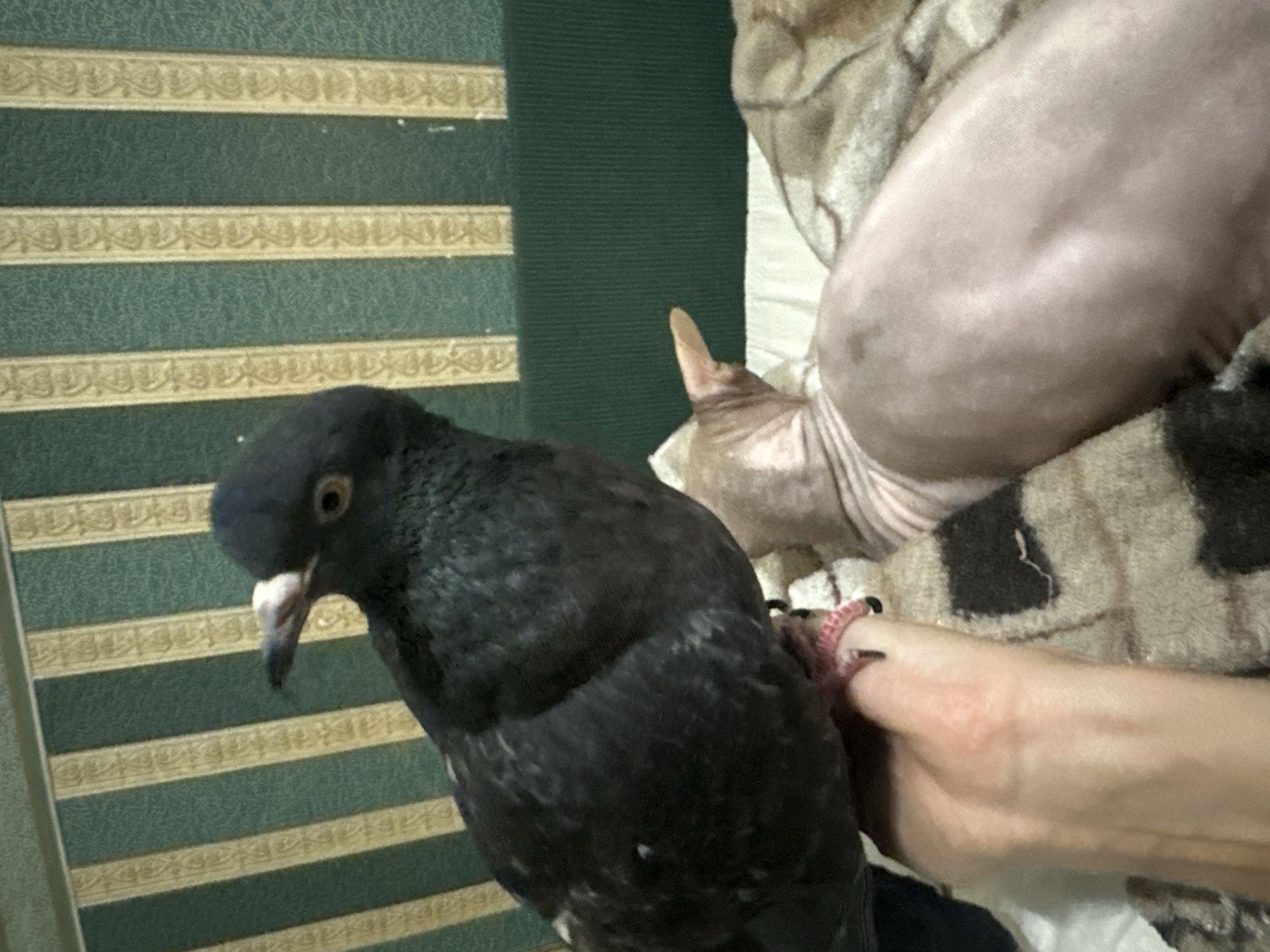 In this image, a black pigeon is perched on a person's hand. The pigeon's body is dark, with some lighter flecks of color. Its beak is light-colored, and its eye is visible. The hand appears to have a pink band around one of its fingers. In the background, a hairless cat is partially visible, resting on a patterned blanket. The cat's skin is pinkish-tan, and its ear is pointed. The environment appears to be indoors, with a patterned wallpaper featuring green and gold stripes visible behind the pigeon and a dark green textured surface behind the cat. The overall scene suggests a domestic setting. There is no information in the image that allows for a determination of the specific location within Togliatti, Russia.