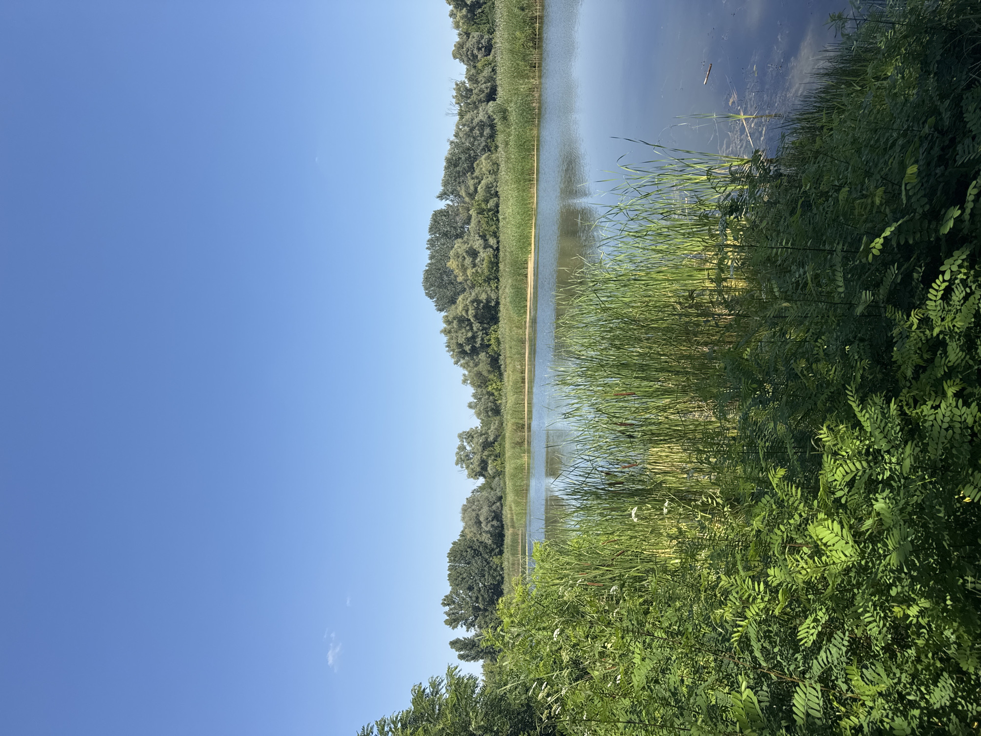 An outdoor, eye-level, long shot captures a serene river scene on a clear, sunny day in Chykalivka, Ukraine. The sky is a vibrant, cloudless blue. On the left side of the frame, lush green foliage and tall reeds dominate the foreground, with some white flowers interspersed among the green. The river occupies the right side of the image, its surface smooth and reflecting the blue sky. In the distance, a dense line of trees forms the opposite bank of the river, with a thin strip of tall grass visible between the water and the trees. The overall impression is one of natural tranquility.
