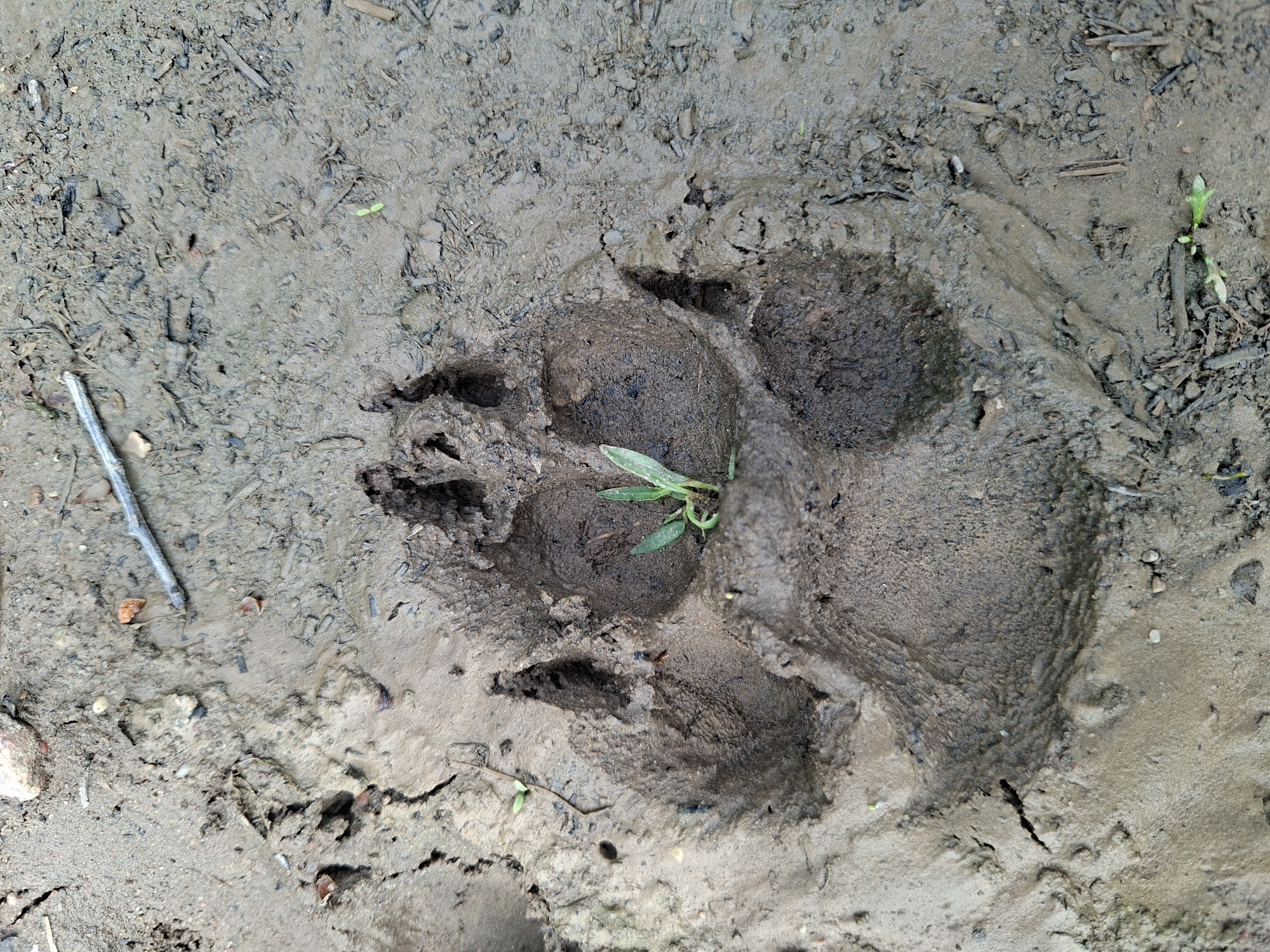 The image shows a close-up, overhead view of a single, large animal paw print pressed into wet, muddy ground. The paw print is deep, with clear impressions of four distinct toes and a larger heel pad. A small green sprout is growing within the imprint of the paw. The surrounding ground is a mix of mud, small stones, twigs, and leaf debris. The scene appears to be in a natural or semi-natural environment, possibly a park or forest edge within the city of Alytus, Lithuania. There are no people or other animals visible in the frame. The lighting suggests it is daytime.