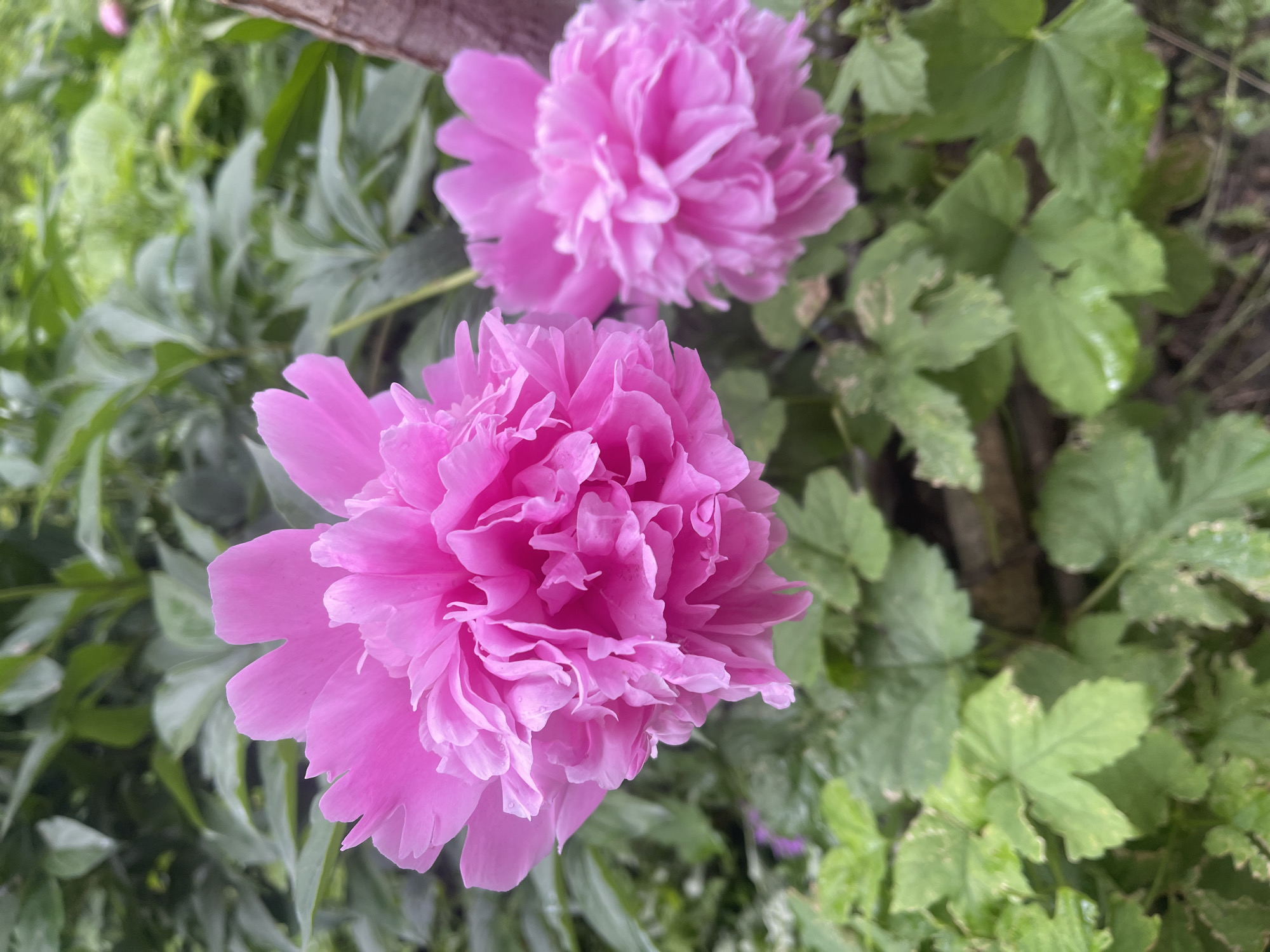 The image displays a close-up view of two vibrant pink peony flowers in a garden setting. The most prominent flower occupies the lower-left foreground, showcasing its densely packed, ruffled petals in various shades of fuchsia and softer pink. This flower is sharply in focus, revealing its delicate textures and intricate structure. A second, similar pink peony flower is visible in the upper-middle background, appearing softer and slightly blurred, suggesting a shallow depth of field.
The background is dominated by lush green foliage, consisting of various leaves from different plants, some likely belonging to the peonies themselves. A dark, rustic element, possibly a wooden fence post or garden structure, is partially visible in the upper right corner. The lighting appears natural and diffused, indicating daytime conditions, possibly under an overcast sky, which accentuates the rich colors of the blooms and greenery. No specific activity or event is taking place, and there are no people or visible text. The scene evokes a tranquil and natural atmosphere. The location context provided is Poltava, Ukraine.