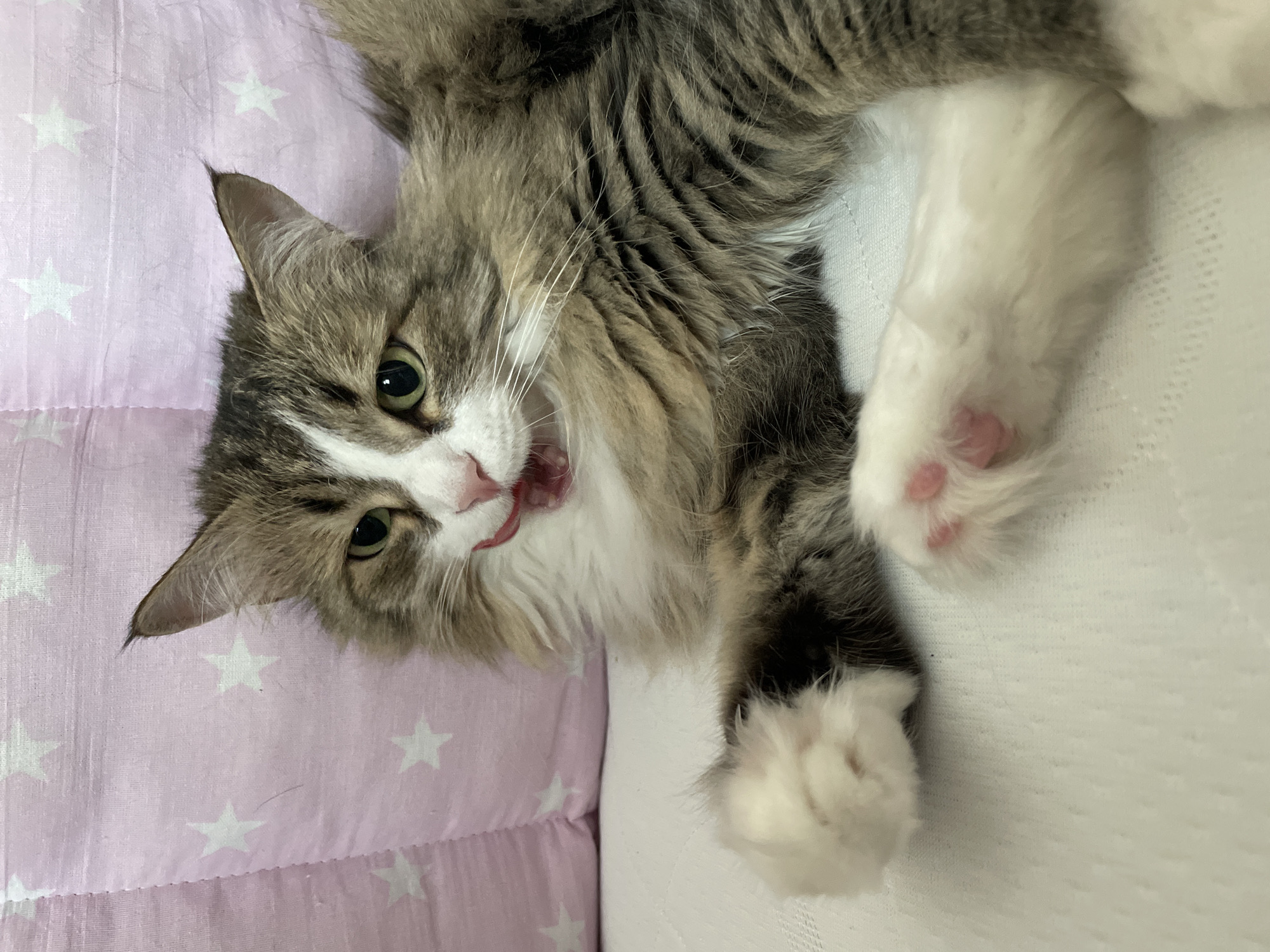 A medium-length haired cat with a brown and grey striped head and white facial markings is lying on its side on a pink and white star-patterned surface and a white surface. The cat's mouth is slightly open, revealing a pink tongue. The cat has white paws with pink paw pads. The background is out of focus. The location is not evident in the image.