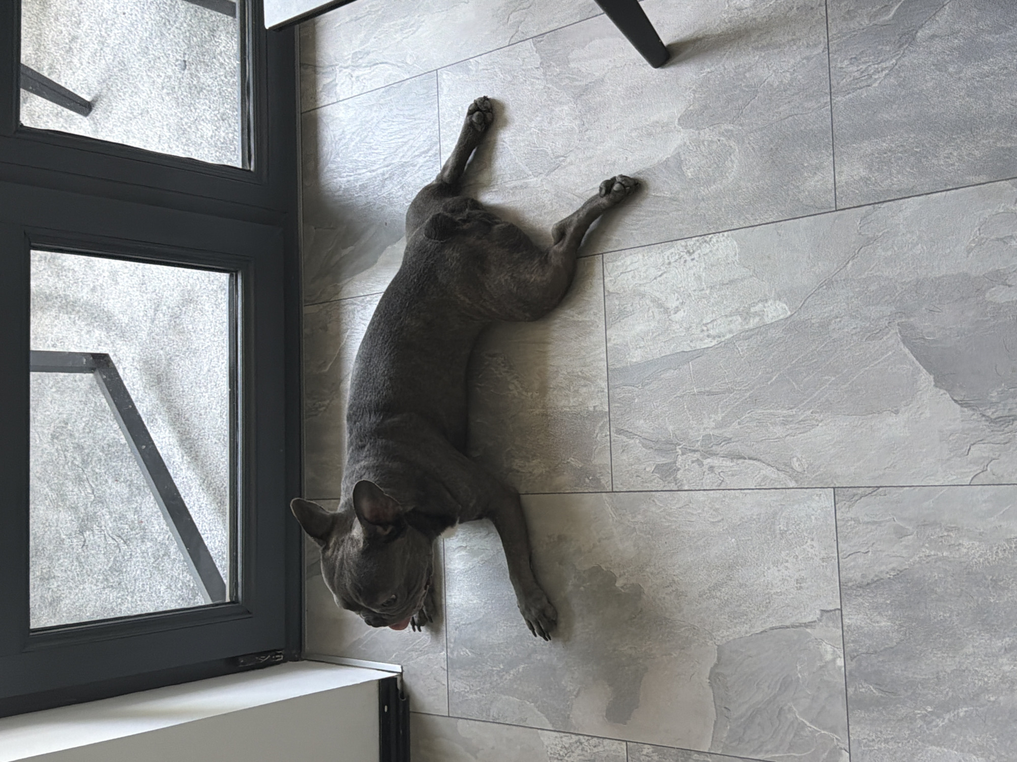 The image shows a grey French bulldog lying on a tiled floor near a set of glass doors. The dog is positioned on its side with its legs stretched out. The floor is tiled with a light grey, stone-like pattern. The glass doors have dark grey frames and appear to lead to an outdoor area. The scene appears to be indoors, possibly in a modern apartment or a commercial space. The image quality is clear and well-lit, capturing the details of the dog and its surroundings. There is no identifiable information within the image that suggests a specific location in Ruse, Bulgaria.