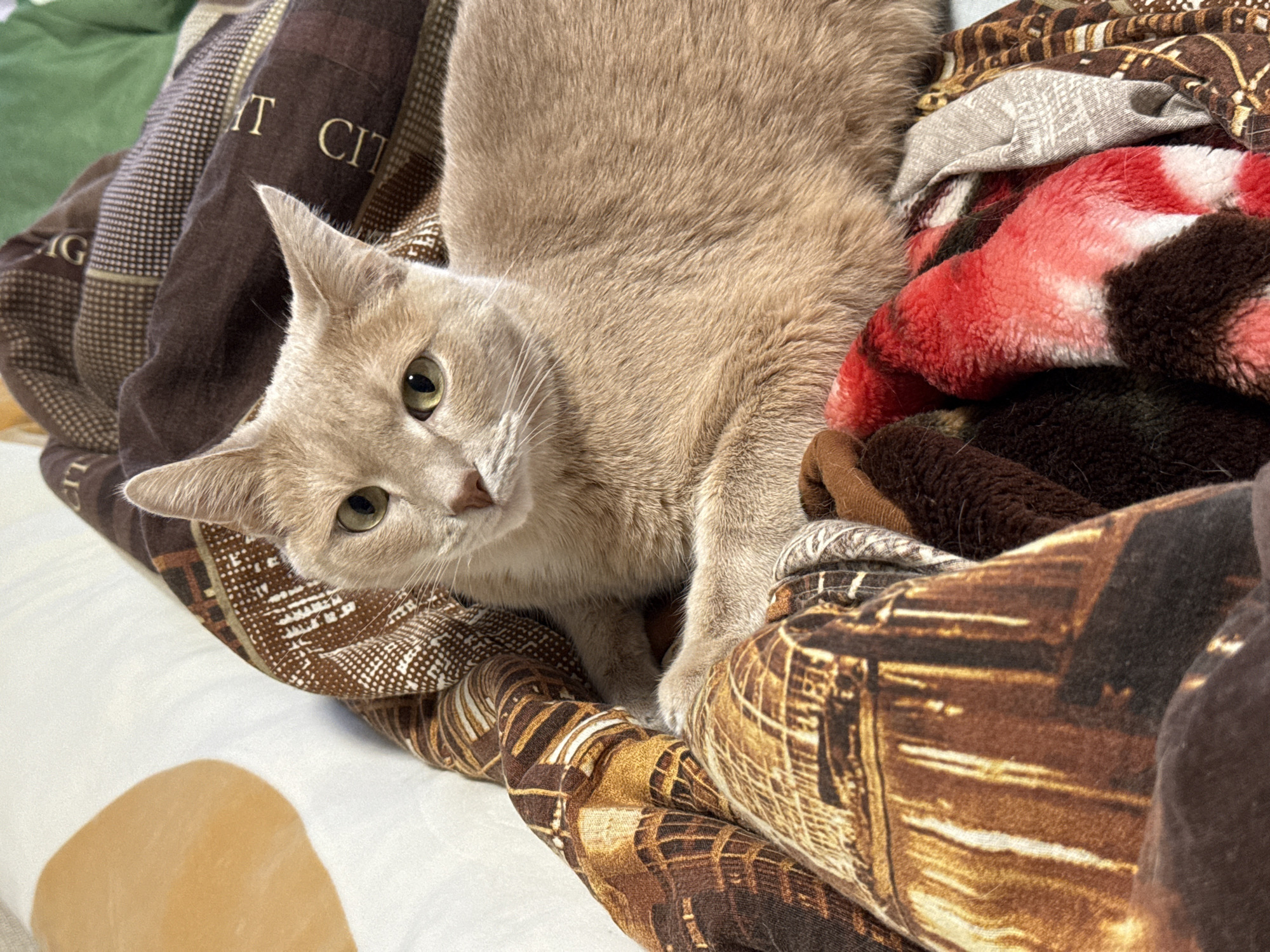 A pale tan cat with green eyes is partially nestled among a collection of blankets with varied textures and patterns on a white surface. The blankets include brown patterns with white grid-like details and lettering that appears to read "CITY". There is also a red and white patterned blanket. The cat is looking directly at the camera. The image does not provide sufficient information to confirm the location in the city of Chaikovsky, Russia.