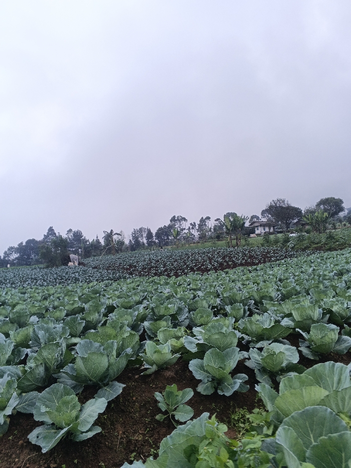 A vast cabbage field extends into the distance under a cloudy sky. The foreground features rows of large, leafy cabbages in vibrant green. Further back, the crops transition to a darker hue, possibly a different vegetable. Trees dot the horizon, framing a house nestled among them. The overall landscape suggests a rural setting, likely an agricultural area on a cloudy day.
