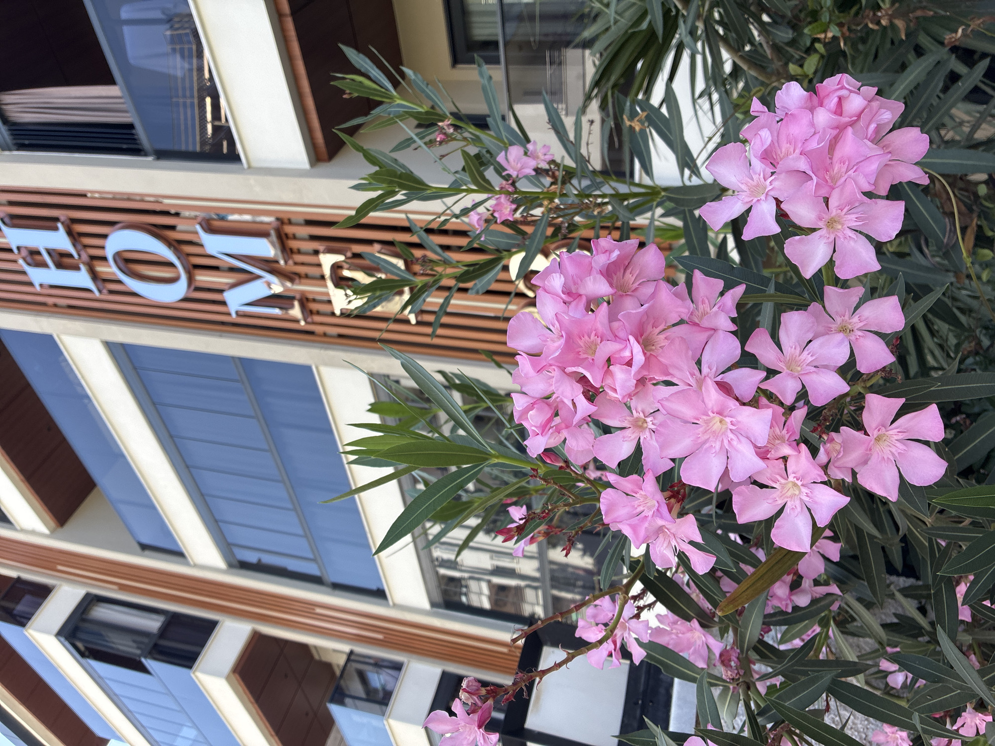 In Alanya, Turkey, a close-up shot focuses on a cluster of vibrant pink oleander flowers in the foreground. Behind the flowers, a modern building facade is visible. The building features a striking design with vertical wooden slats and large windows with reflective blue glass. Prominently displayed on the building's facade are large, metallic letters spelling out "HOM," with the letter "E" partially visible. The overall scene suggests a commercial or residential complex, with the flowers adding a natural and colorful element to the urban architecture.