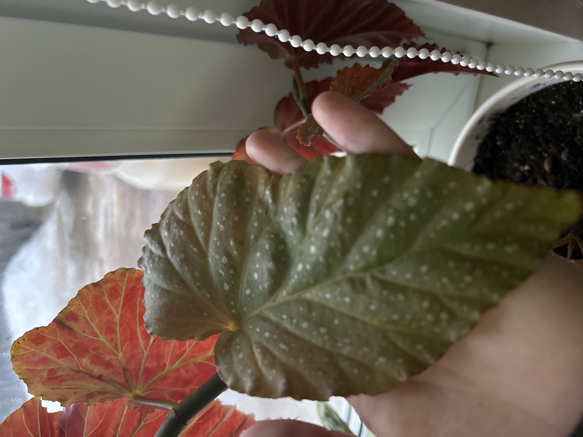 The image depicts an indoor scene in the city of Фоки, Russia, specifically focusing on a houseplant positioned near a window. A human hand, with a light skin tone, is visible on the left, holding a large, heart-shaped leaf of a Begonia plant. This leaf is dark green with numerous small, distinct white spots. To the upper left, another larger leaf from the same plant is visible from its underside, exhibiting a bright reddish-orange color with prominent yellow venation. A smaller, reddish leaf is partially visible on the right. The plant is contained within a white cylindrical pot filled with dark soil, visible at the bottom right. A white window frame and a vertical white beaded chain, consistent with window blind operation, are present on the right side. The background, viewed through the window, is out of focus but shows a blurry light-colored vehicle, possibly white with a red accent, and ground partially covered in what appears to be slush or melting snow, indicating an outdoor, possibly cold or wet, environment.