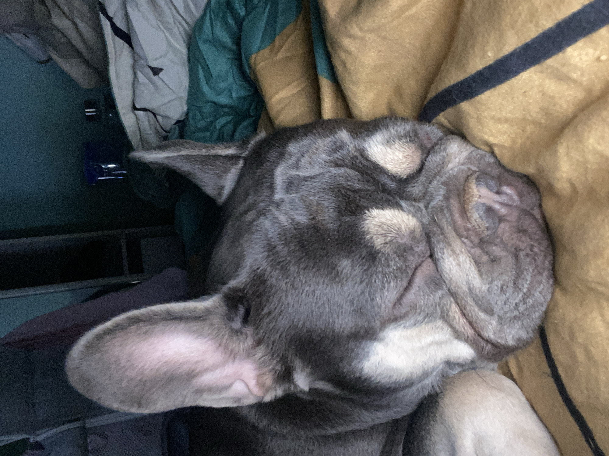 An extreme close-up shows a gray French bulldog sleeping on a bed. The dog's head is positioned at an angle, with its eyes closed and its face resting on a wrinkled, patterned blanket. The blanket is predominantly yellow and brown, with some dark blue stripes. The dog's ears are large and upright. In the background, a dark blue water bottle is visible on a shelf. The overall lighting is dim.