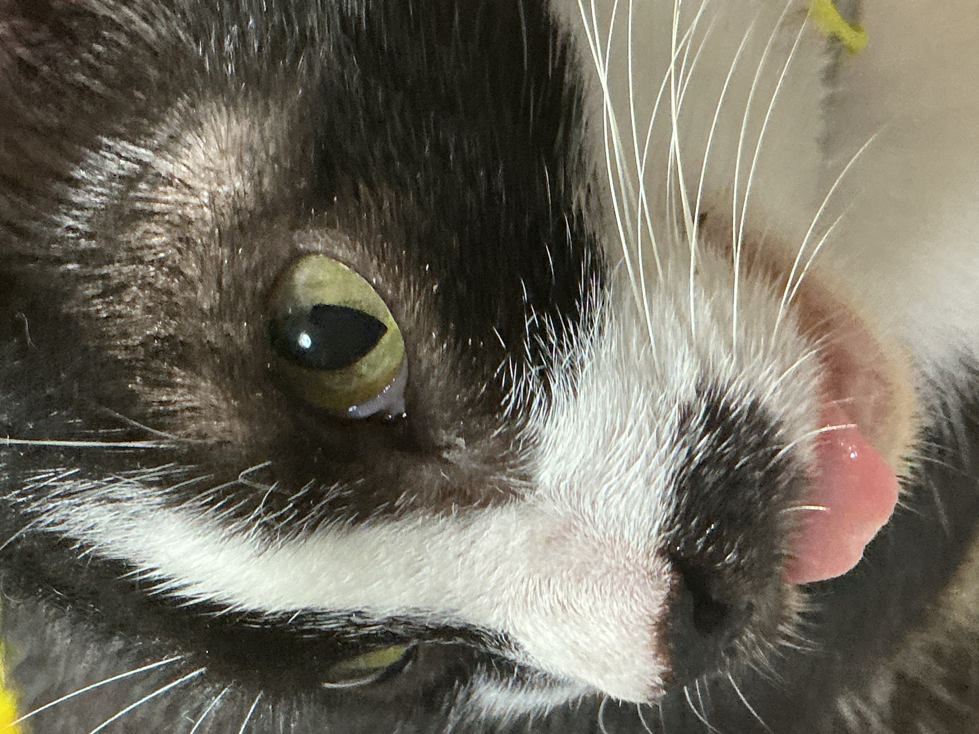 The media file is a close-up, high-angle, eye-level shot of a black and white cat's face. The cat is the sole subject. The cat's left eye is visible, a yellowish-green iris with a black pupil. Its nose is pink and slightly wet, with its tongue sticking out a bit. Long, white whiskers extend from its muzzle, and its fur is a mix of black and white, with distinct patches. The background is softly blurred, with hints of yellow in the upper left and right corners, possibly indicating a blanket or toy. The lighting appears to be artificial, as there are no distinct shadows suggesting natural daylight. The image is sharp, focusing on the texture of the cat's fur and the details of its face, suggesting it was taken with a high-resolution camera or smartphone. There is no visible text in the image, nor are there any strong cues to indicate the specific time of day, weather, or a precise location within Davao City, Philippines, other than the general context provided. The cat's expression is neutral, with no discernible emotion. The overall impression is a candid and intimate portrait of the feline.