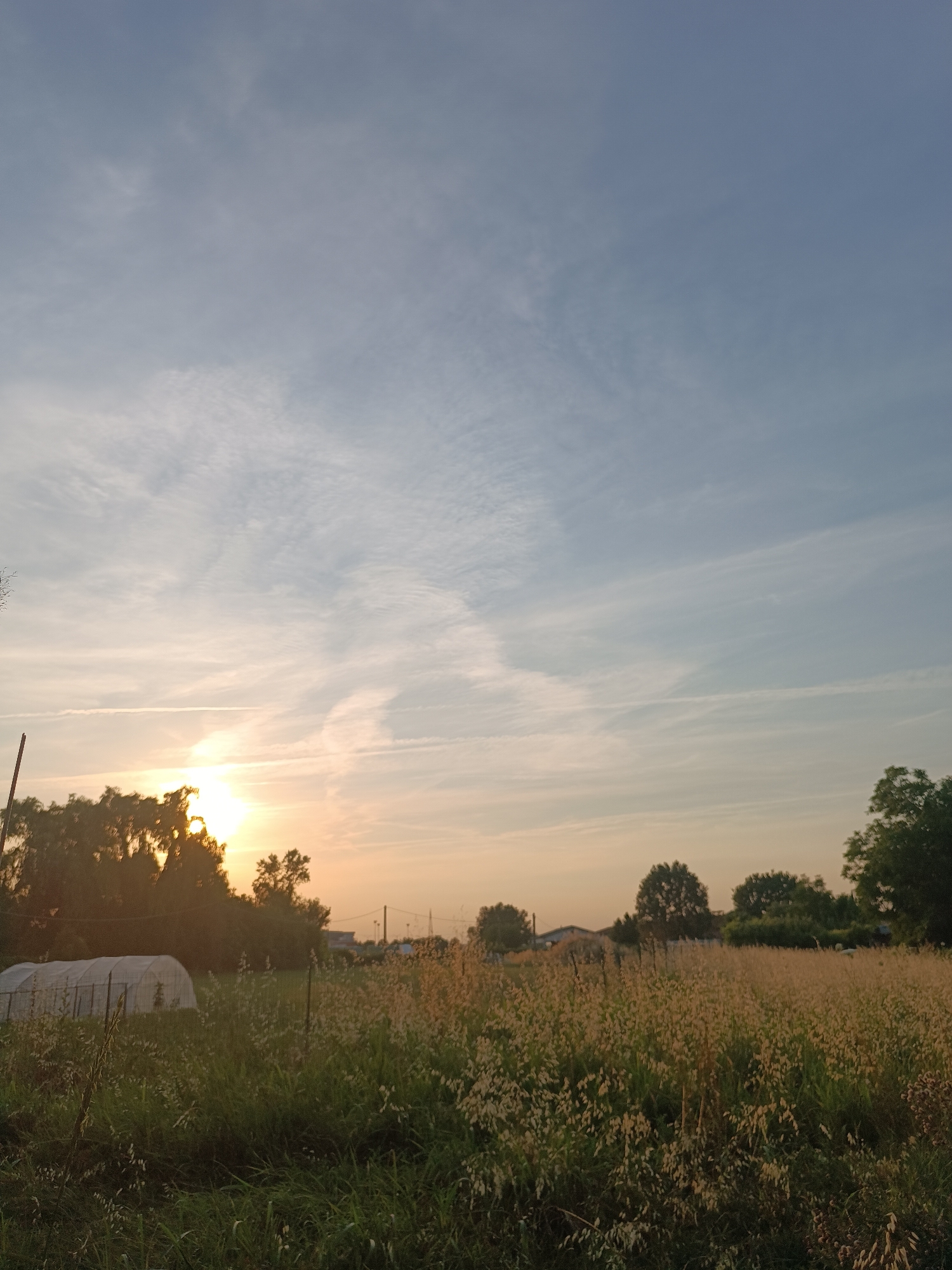This image depicts a rural or semi-rural landscape located in Viadana, Italy, observed at either sunrise or sunset. The sky, occupying the upper two-thirds of the frame, presents a gradient from a warm, golden-orange hue near the horizon on the left, where the sun is visible, to a cooler, light blue-grey at the top. Numerous cirrus clouds are dispersed across the sky, with several distinct linear contrails also present.
The sun, a bright, partially obscured orb, is positioned on the left side of the image, partially hidden by a cluster of dark, silhouetted deciduous trees that form a prominent line across the mid-ground. Its intense light generates visible lens flare. To the left of the image, beneath the sun and behind a visible fence line, a white, semi-transparent, tunnel-shaped greenhouse or poly-tunnel structure is situated within a cleared area.
The foreground and mid-ground on the right are dominated by a dense field of tall, mature grasses or cereal crops, characterized by a golden-brown coloration and feathery seed heads, indicating ripeness or dry conditions. A fence line traverses this field. The immediate foreground contains a mix of green and brown low-lying vegetation. In the distant background, beyond the tree line and the field, indistinct structures, possibly buildings, and utility poles are visible, indicating the proximity of human infrastructure. No people or discernible actions or interactions are present in the scene.