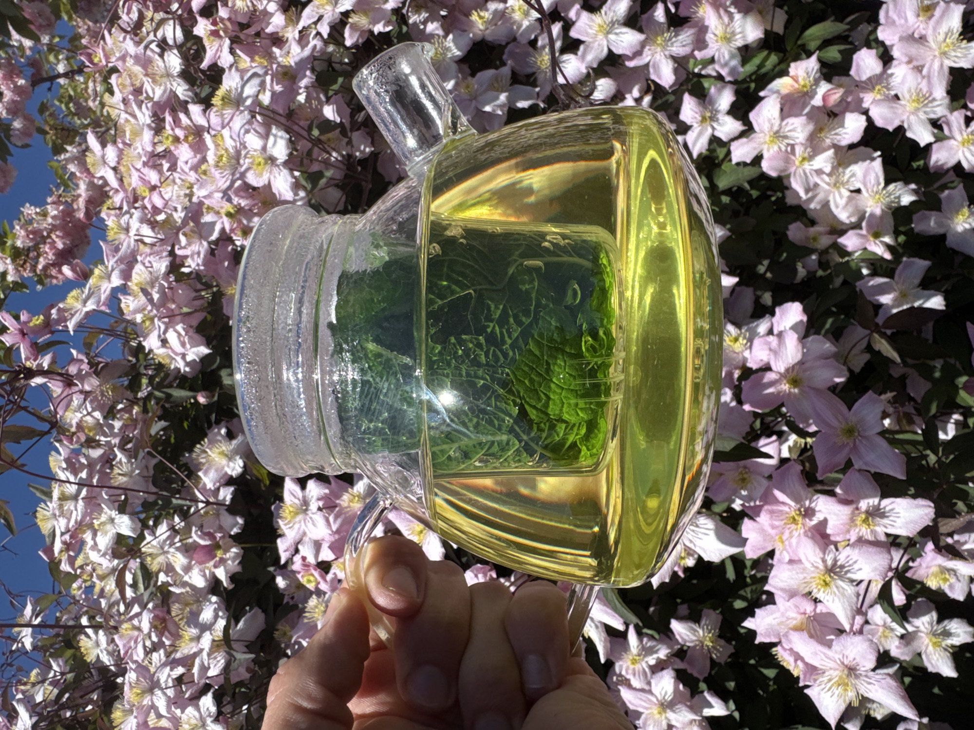 The image, appearing as if rotated 90 degrees to the left, captures a moment of refreshment in a vibrant garden setting. In the foreground, a person's hand gently holds the clear glass handle of a uniquely shaped pitcher. This pitcher, made of transparent glass, contains a bright yellow liquid, possibly lemonade or iced tea, infused with several fresh green mint leaves, visible through the glass. A prominent glare from the sun reflects off the surface of the liquid.
The background is a lush display of blooming clematis flowers, predominantly light pink or pale purple with bright yellow centers, creating a dense and colorful natural backdrop. A patch of clear blue sky is visible in the upper left corner, peeking through the foliage. The bright sunlight suggests a warm, clear day, likely in the morning or afternoon. The overall scene conveys a sense of peace and natural beauty, characteristic of an outdoor garden in a temperate region like South Kesteven, United Kingdom. There is no visible text in the image.