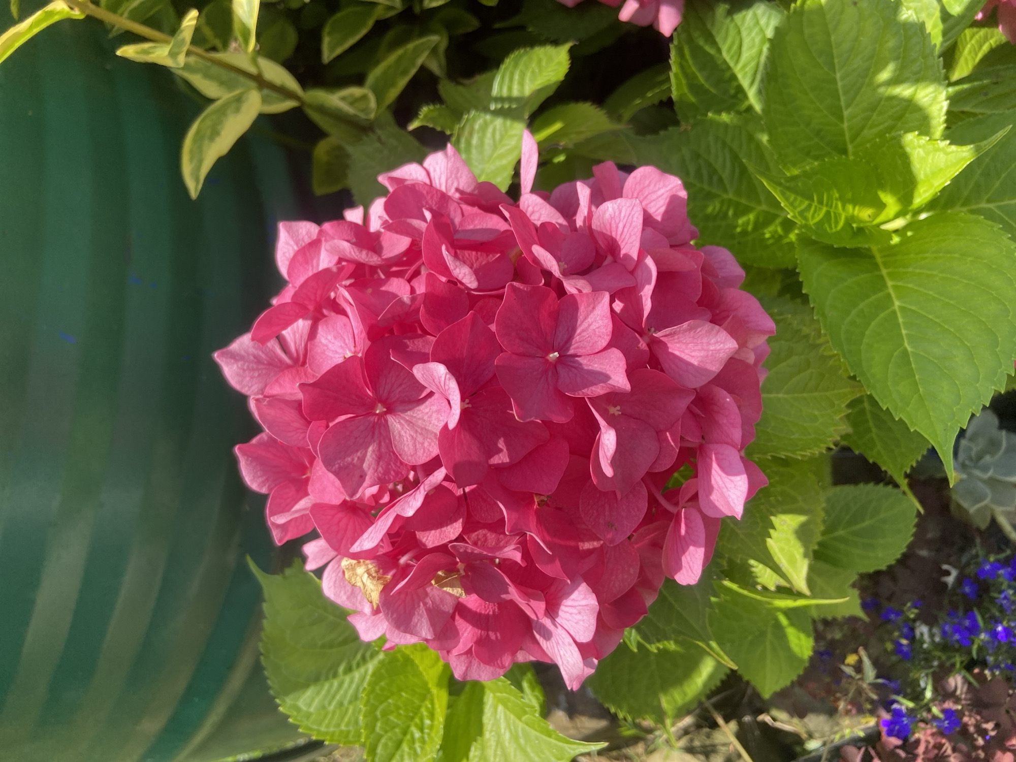 In an outdoor setting, a close-up shot focuses on a vibrant pink hydrangea flower. The flower's head is a dense cluster of small, delicate petals, with some appearing slightly wilted or dried. Surrounding the bloom are large, serrated green leaves, some catching the sunlight and casting shadows. In the background, a large, ribbed green object, possibly a planter or a barrel, is visible. To the right of the hydrangea, a plant with variegated green and yellow leaves on a thin stem can be seen. The lower left portion of the image reveals a patch of smaller, dark purple flowers interspersed with green foliage, and a hint of greyish-green succulent leaves at the very bottom. The overall lighting suggests it is daytime with bright sunlight.