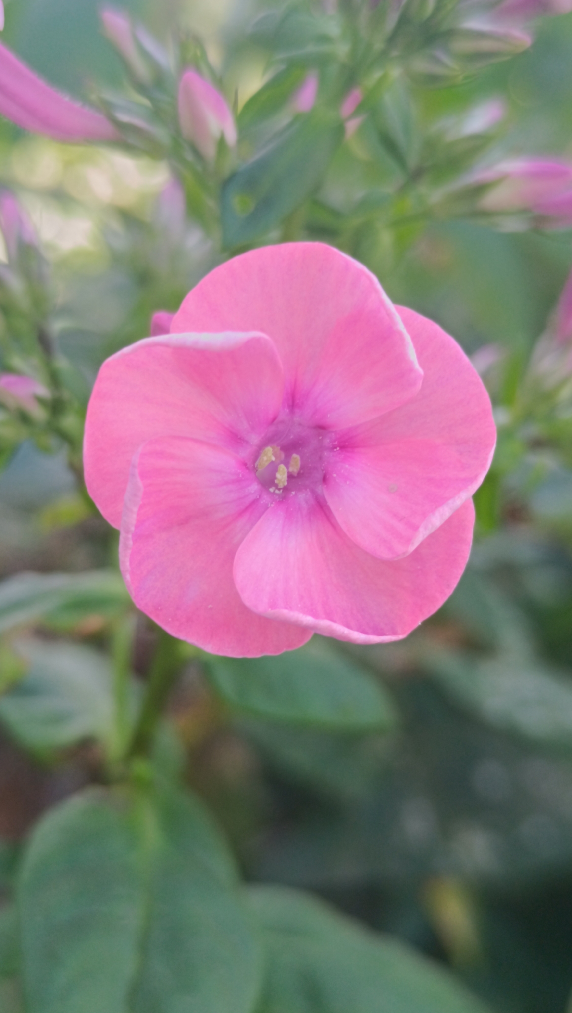 A close-up, vertically oriented shot of a single, vibrant pink phlox flower with five petals. The flower's center is a deeper pink with delicate yellow stamens. The petals are slightly curled and have a subtle white edge. The background is softly blurred, featuring green foliage and hints of other pink phlox buds. The scene is outdoors, likely in a garden, and appears to be in Karsha, Russia, based on the provided location context. There are no people or animals present.