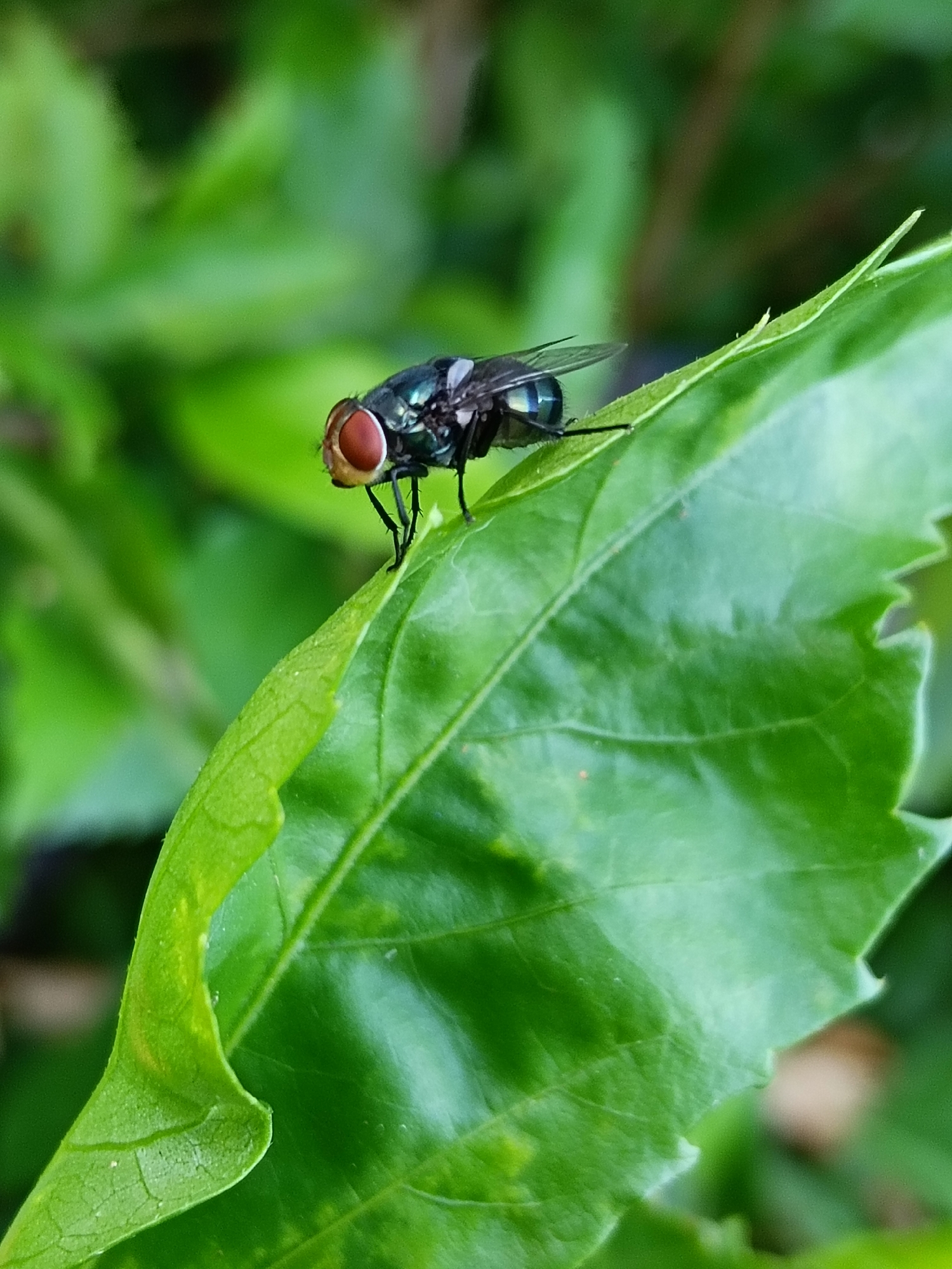 A metallic blue-green fly with red eyes is perched on a bright green leaf. The leaf has visible veins and a slightly serrated edge. The background is a blur of green foliage. The location is unknown, and cannot be determined from the image.