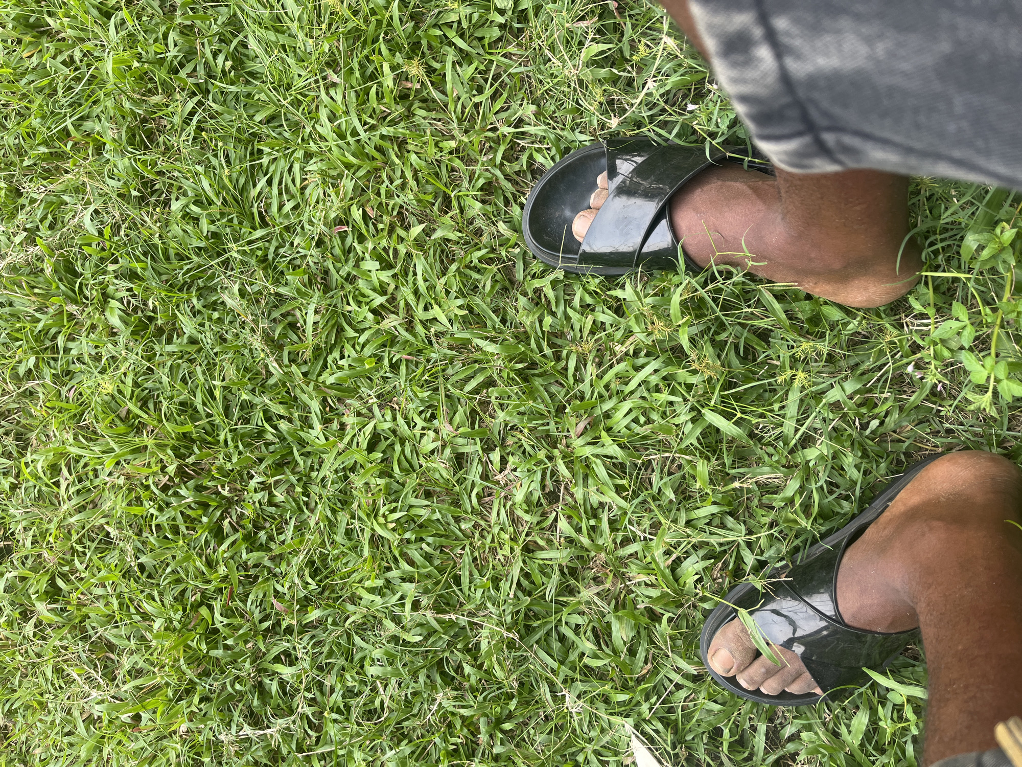 A top-down shot shows a person standing on a grassy area in Ikot Ekpene, Nigeria. The grass is green and dense. The person is wearing black sandals and grey shorts. Their feet are visible in the sandals.