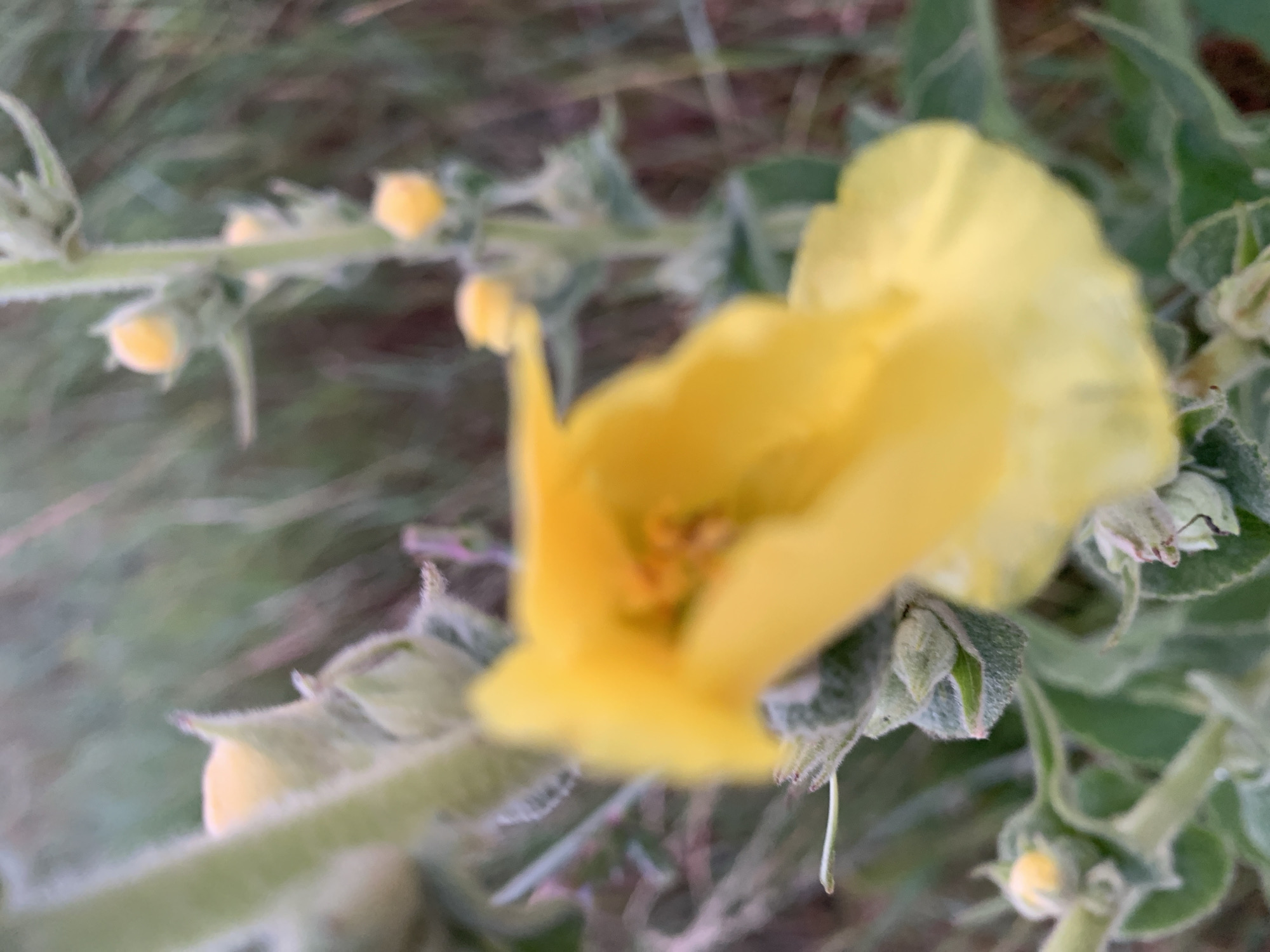 A close-up, blurred image shows a yellow flower with multiple small, yellow buds on a fuzzy green stem. The background is out of focus, showing hints of green and brown foliage.