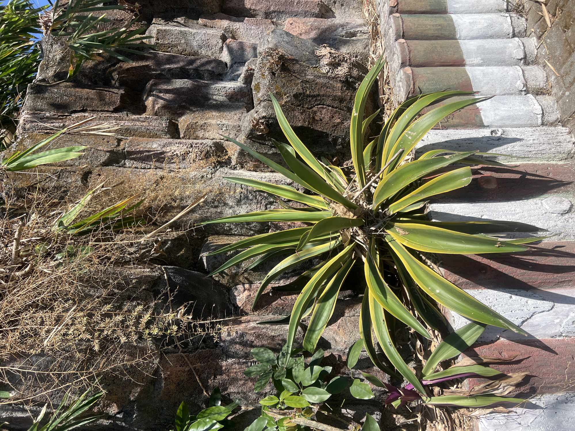 The image shows a close-up of a plant with long, spiky green and yellow leaves in front of a textured rock wall. The plant appears to be growing out of a decorative border made of cylindrical concrete segments painted with red and white stripes. In the background, dry, thin branches hang down from above, possibly from a dead plant. The scene is outdoors, with dappled sunlight creating shadows on the wall and the ground, which appears to be paved. The overall impression is that of a garden or decorative outdoor space. This scene is likely located in a residential area or public park in Temanggung, Indonesia, given the typical landscaping and style of decorative elements found in such locations.