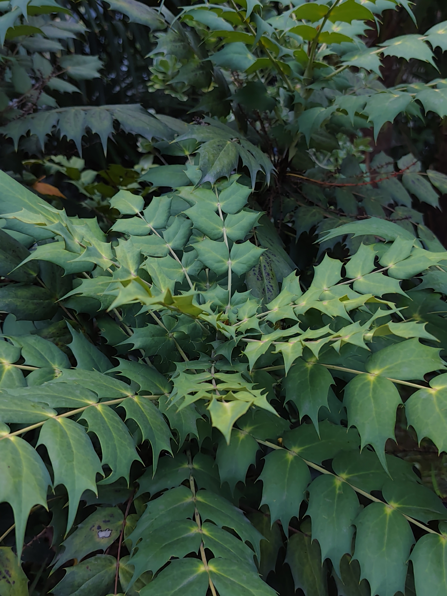 This is a close-up, low-angle shot of a dense, green plant with serrated, holly-like leaves. The plant's foliage fills the entire frame, obscuring any background details. The leaves are a deep green with some lighter green or yellowish highlights, particularly along the veins and at the tips. The texture of the leaves appears somewhat waxy and leathery, with sharp points along the edges. There are thin, reddish-brown stems visible between the leaves. The lighting suggests an overcast day or deep shade, as there are no strong shadows. The image does not depict any specific location in the city of Sochi, Russia, nor does it contain any people, objects, or actions.