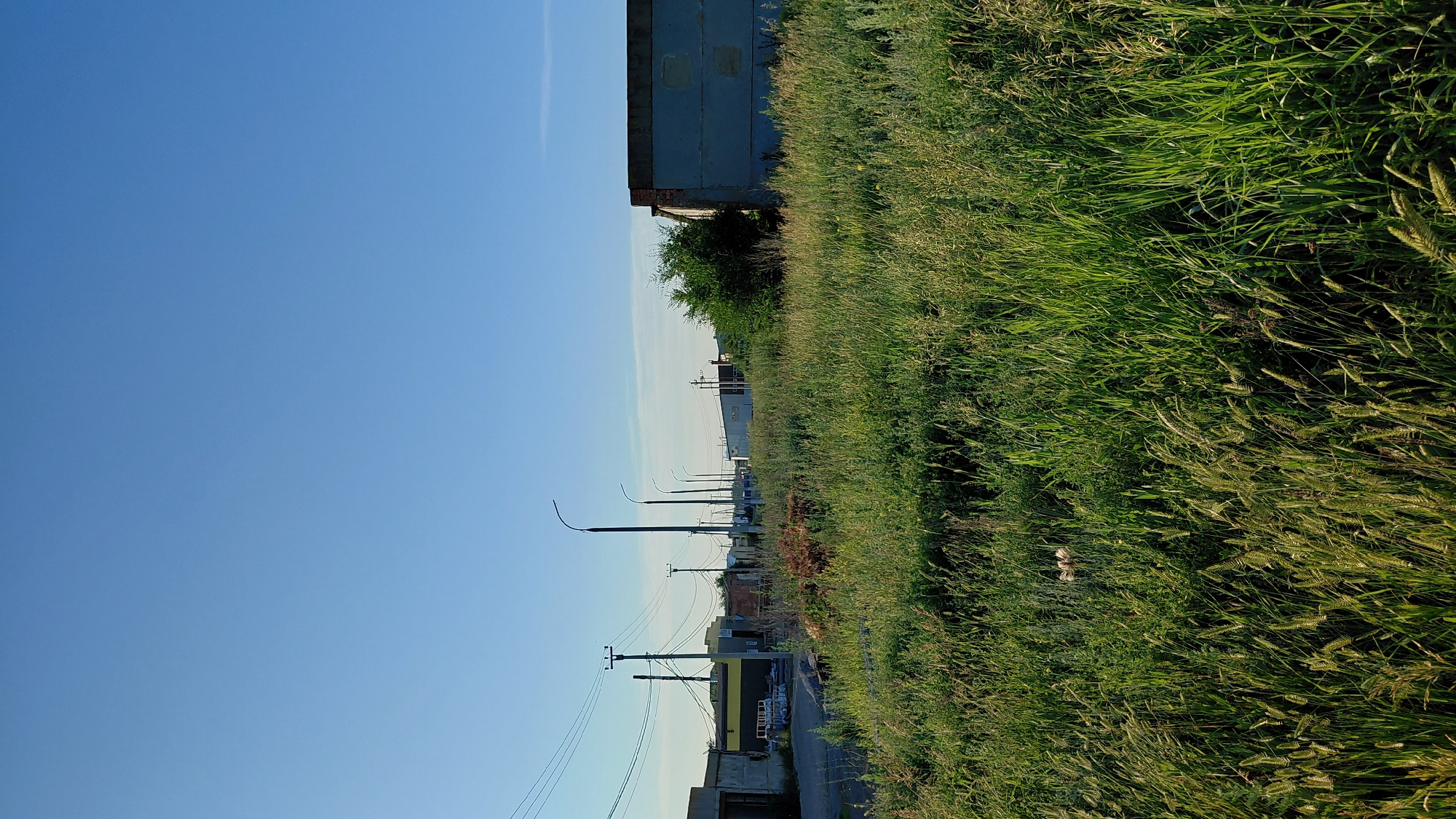 This is a vertical, medium-shot photograph of a grassy field in front of a row of low-rise buildings and a clear blue sky. The foreground is dominated by a dense field of tall green grass, some of which is going to seed. In the mid-ground, there is a paved area with a few buildings, including a concrete structure with a blue facade on the right. Power lines and streetlights are visible along a road stretching into the distance. The background is a clear, cloudless blue sky. The scene appears to be in a semi-rural or industrial area.