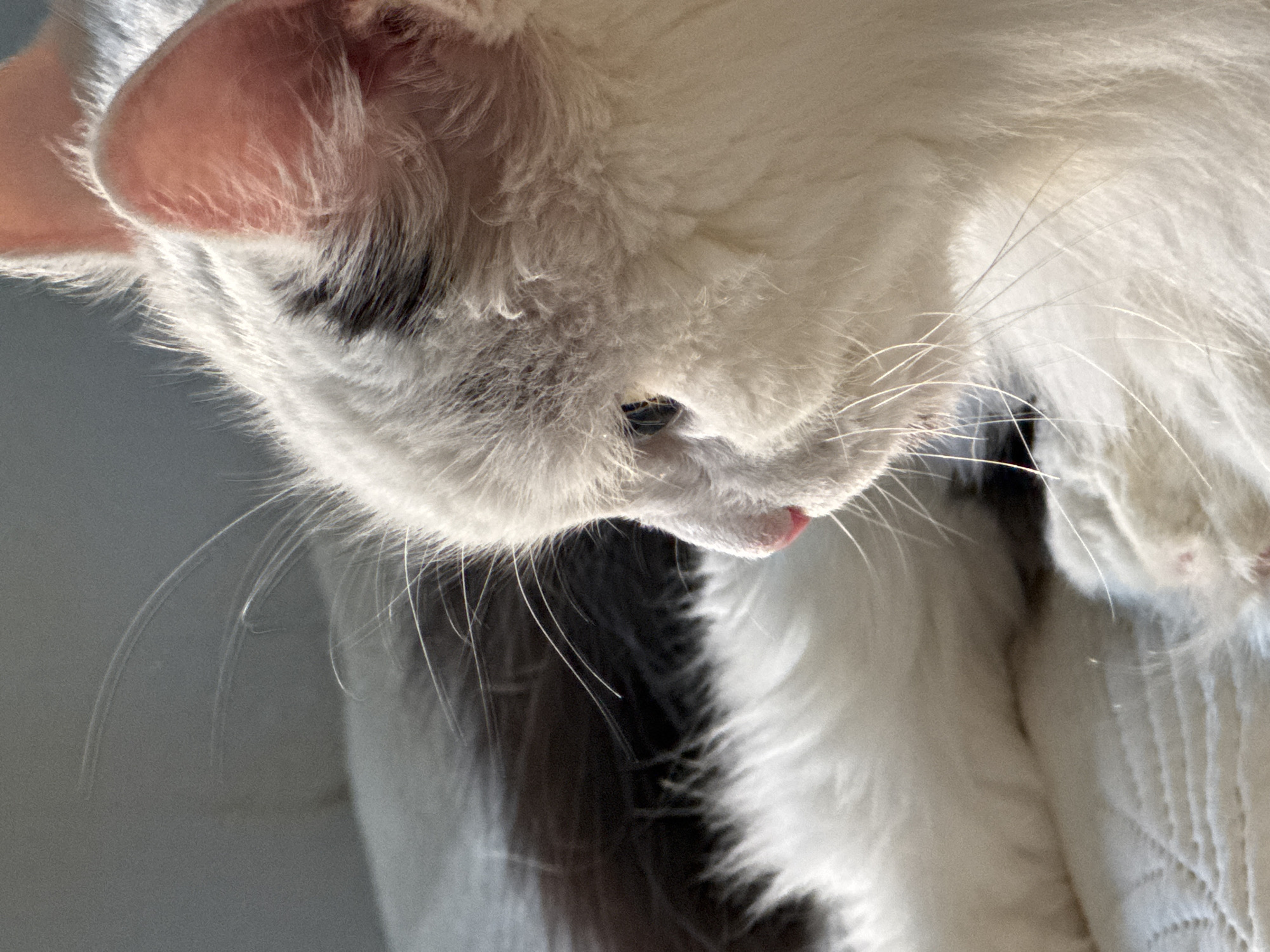 A close-up profile view of a white and black cat is captured. The cat is lying down, with its body mostly out of focus in the background. Its head is in sharp focus, showcasing its white fur with black markings on its forehead. The cat's ears are visible, with delicate pink inner surfaces and fine hairs. Its eye is partially visible, with a dark pupil. The cat's nose is pink, and its white whiskers are prominent. The cat is resting on a textured white surface, possibly a blanket or cushion. The lighting suggests it is daytime, with natural light illuminating the cat's face. The background is a blurry grey, with a darker blurry area to the left indicating the cat's body. There is no discernible information about the city of Saratov, Russia in the image.