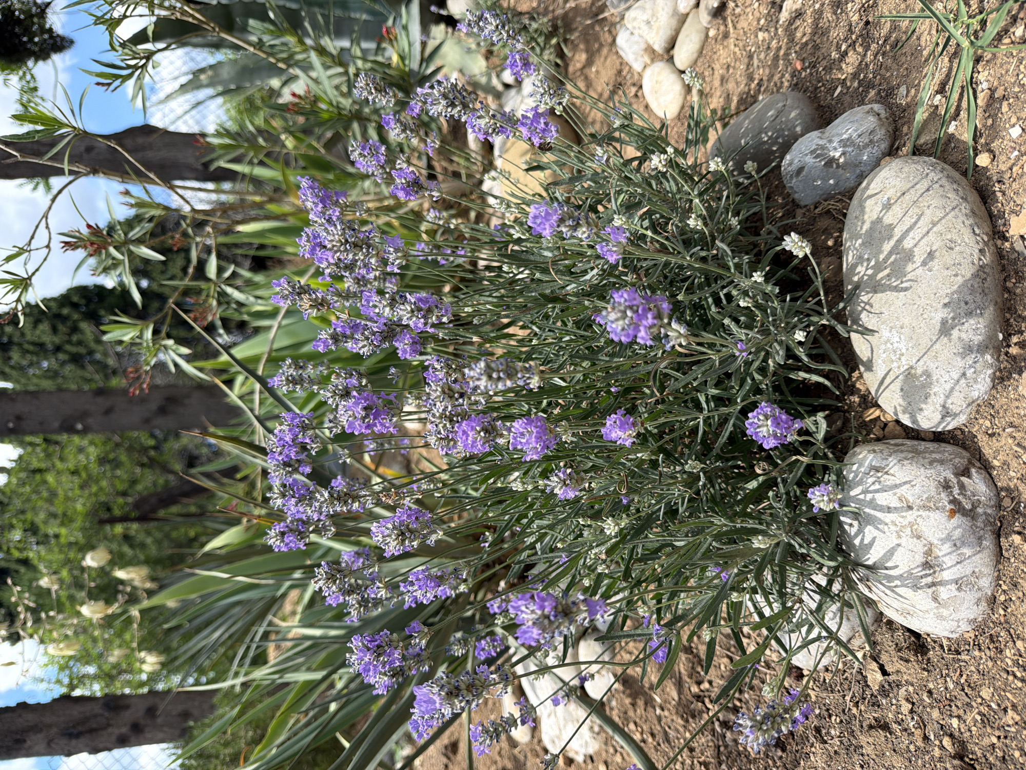 The image depicts a close-up view of a lavender plant in bloom, set against a backdrop of dry soil and various smooth, grey stones. The lavender's purple flowers are clustered on long, slender stems, interspersed with narrow, green leaves. Several large, rounded stones are strategically placed around the plant, with smaller pebbles scattered on the ground. In the background, out-of-focus greenery and trees suggest an outdoor setting, possibly a garden or natural landscape. The lighting indicates it is daytime, with sunlight casting distinct shadows from the stones onto the soil. The scene evokes a sense of natural tranquility. There is no visible text in the image. The location context is Alushta, Ukraine.