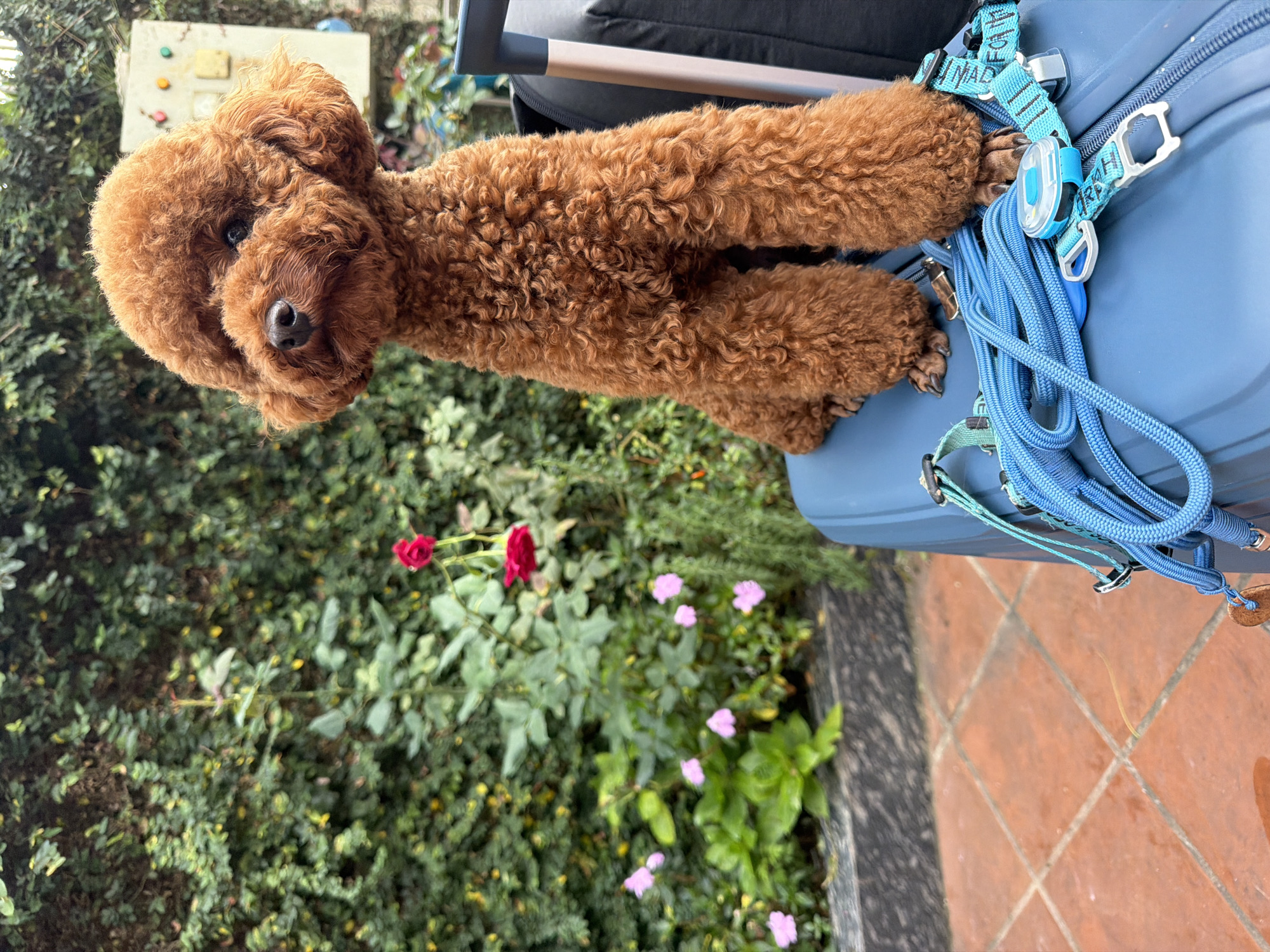 A medium shot shows a small, reddish-brown toy poodle sitting upright on a blue suitcase in an outdoor setting. The poodle has a neatly groomed curly coat and is facing forward, looking directly at the camera with its head slightly tilted. Its paws are resting on the suitcase. A blue rope leash and a teal patterned leash are draped across the suitcase in front of the dog, with a small blue and black electronic device attached to the teal leash.
Behind the poodle, a lush green wall covered in dense foliage serves as a backdrop. In the mid-ground, several vibrant pink flowers and two red roses are visible amongst the greenery, adding splashes of color. To the right of the poodle, a portion of a light-colored, possibly metal, electrical panel with some buttons or lights is visible on the green wall. The ground in the foreground is paved with reddish-brown square tiles, suggesting an outdoor patio or walkway. The lighting indicates it is daytime, with soft natural light illuminating the scene. The overall atmosphere is tranquil and domestic.