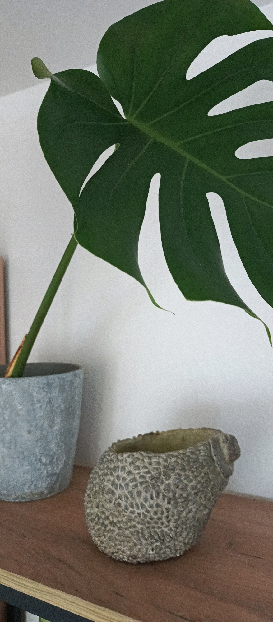 The image shows a close-up of a Monstera plant leaf and its stem, with two small decorative pots on a wooden surface in front of a white wall. One pot, to the left, is gray and textured, holding the plant. To the right is a smaller, light-colored pot with an unusual, textured surface resembling a hedgehog or animal. The scene is indoors, likely on a shelf. No people or specific city details are visible.