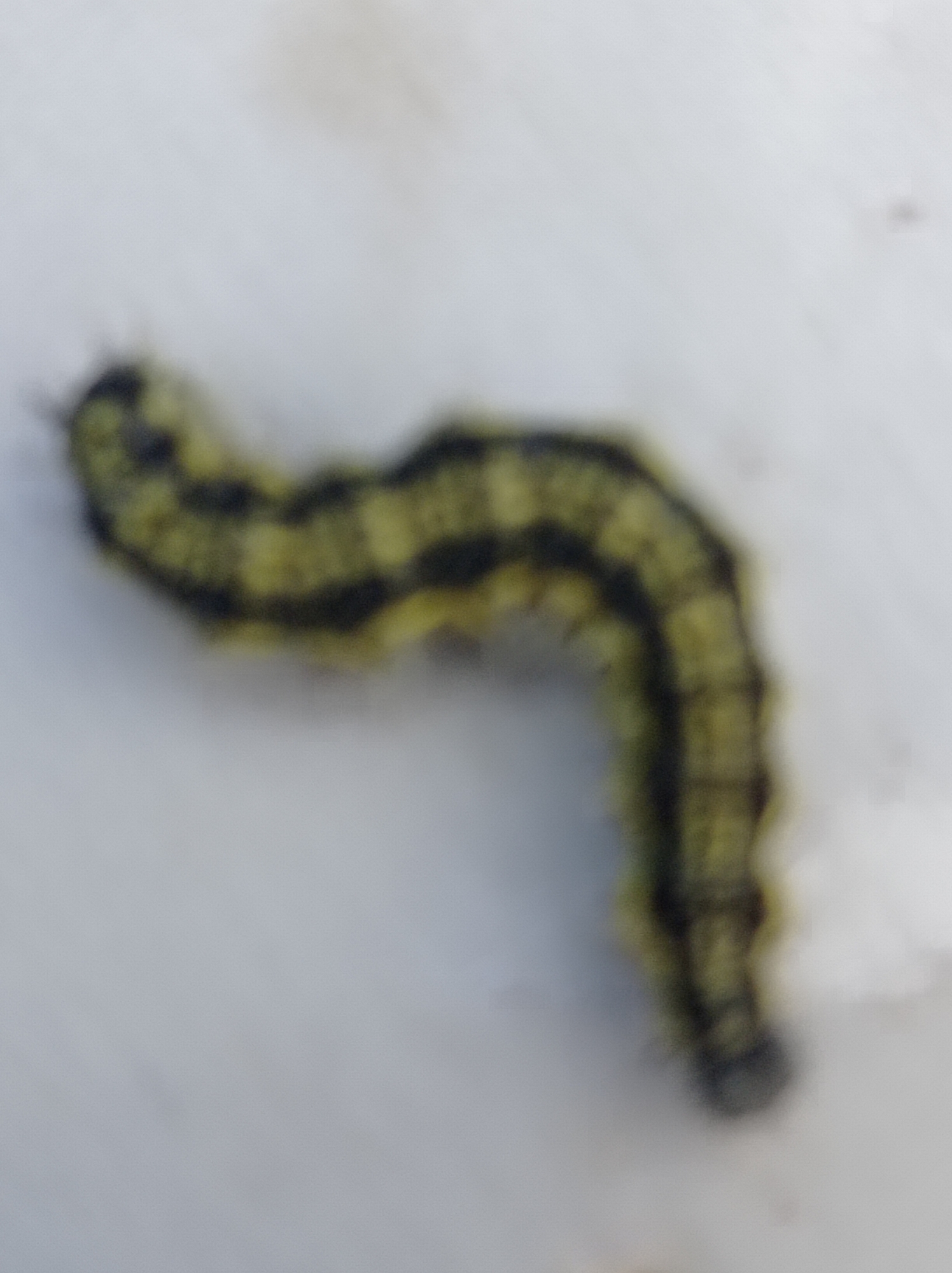 A blurry, close-up photograph shows a yellow and black striped caterpillar on a white surface. The caterpillar is curled into a "U" shape, with its body segmented and distinct black bands across the yellow segments. The white surface appears to be textured. The image lacks any details to determine its location in Degtyarsk, Russia.
