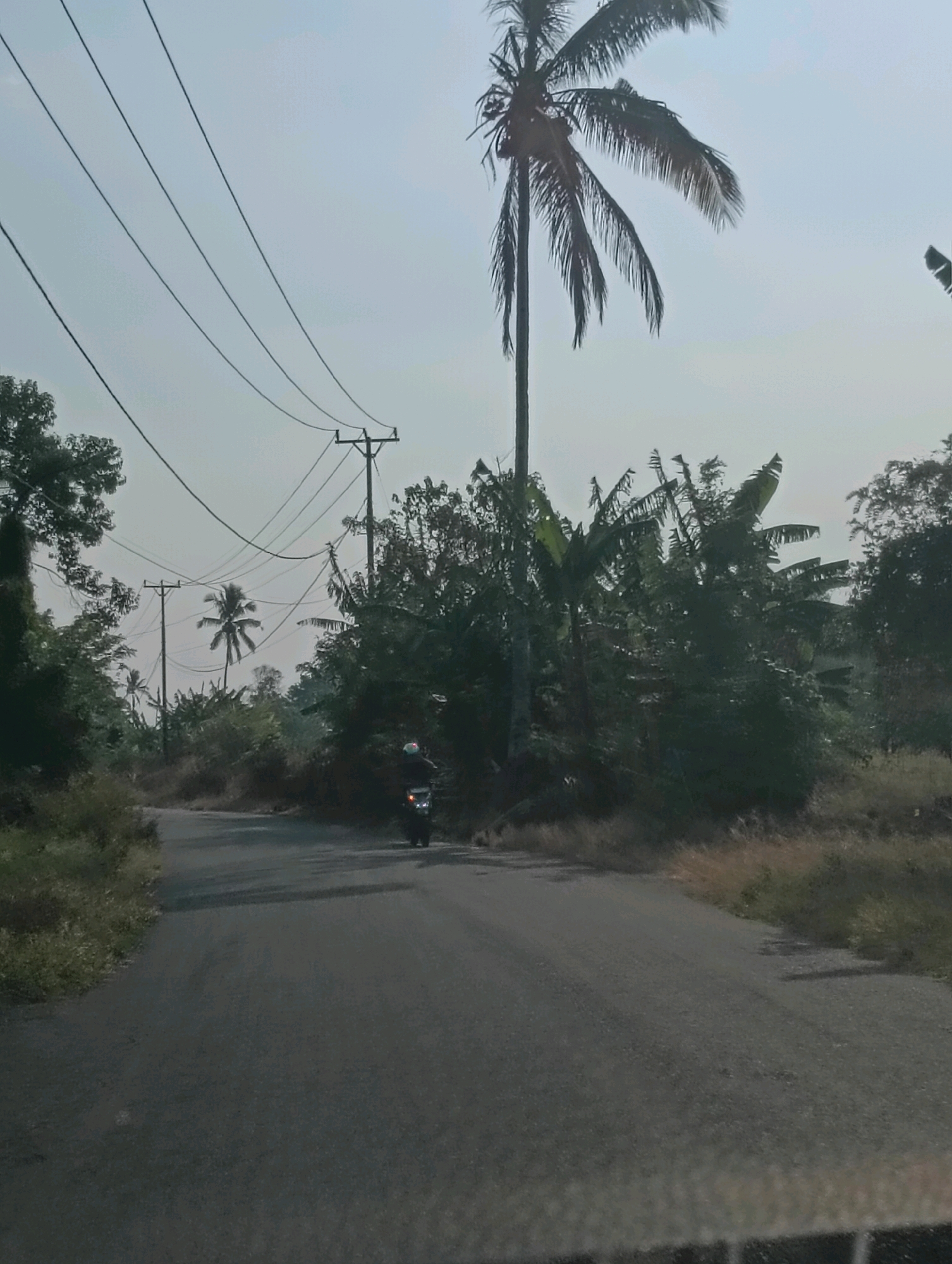 An outdoor, medium-shot, eye-level view captures a paved road winding through a rural landscape under a hazy, overcast sky. On the right side of the road, lush green trees and foliage dominate the scene, with banana trees clearly visible. A tall palm tree stands prominently in the mid-ground, its fronds appearing windblown. In the distance, two more palm trees are visible. A single motorcycle rider, wearing a helmet, is captured in motion on the road, heading away from the viewer and slightly to the left. The road is bordered by dry, golden grass on the right and green vegetation on the left. Electrical poles and power lines stretch across the upper portion of the image, indicating the presence of infrastructure in this remote setting. The overall atmosphere is serene and natural, with a hint of human activity.