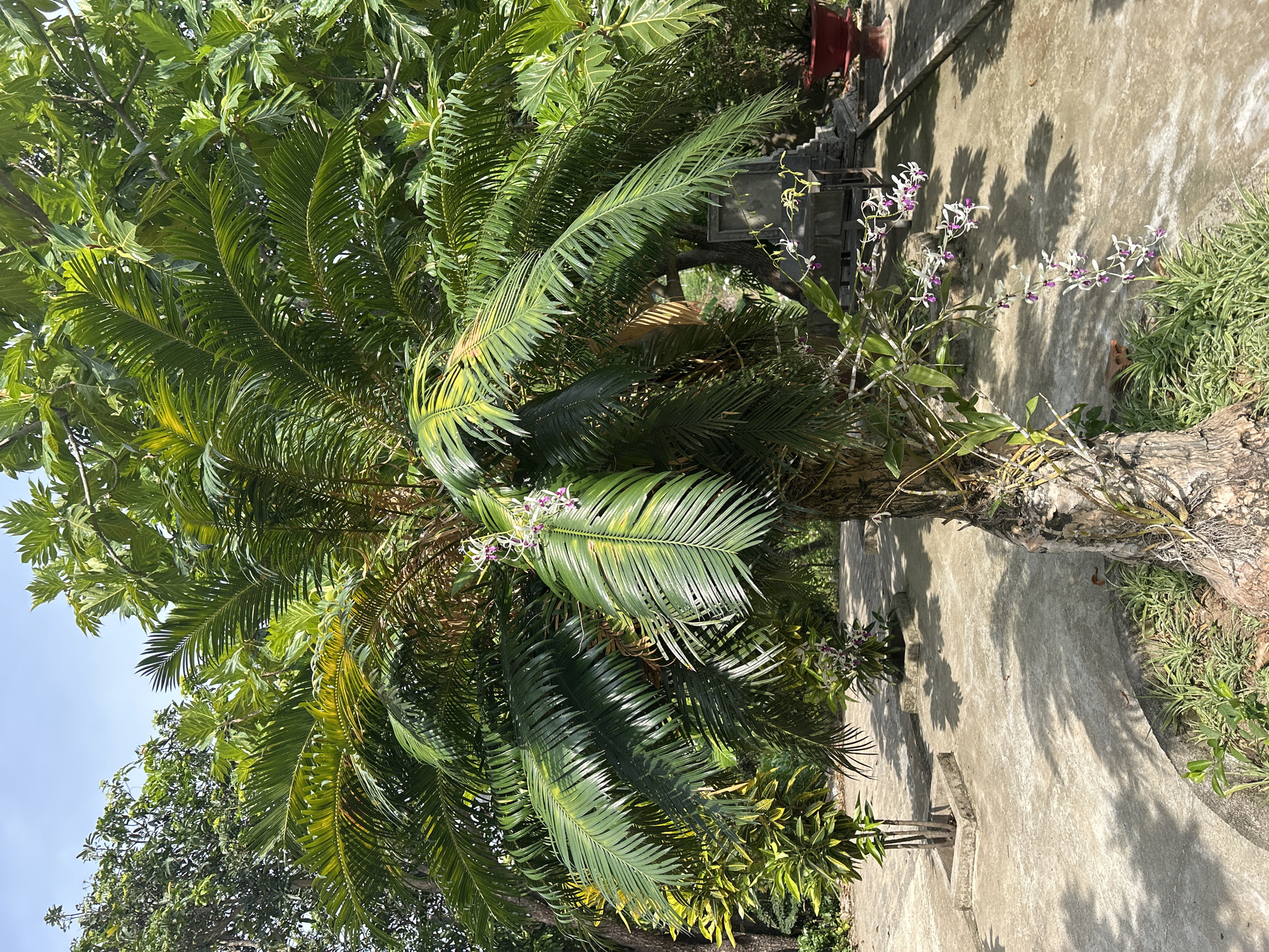 The image depicts an outdoor scene with a focus on a palm-like tree with long, green fronds, some of which show yellowing. The tree has a rough, textured trunk with vines and orchids growing on it. Several clusters of small, white orchids with purple centers are visible, hanging from the branches and growing at the base of the tree. The ground is paved with concrete, with some areas showing shadows from the trees. In the background, there are other plants, a red potted plant, and what appears to be a stone structure or monument. The sky above is blue with scattered clouds. The overall impression is of a tropical or subtropical garden setting, possibly in a residential or temple area. The location is identified as Nam Nha Trang Ward, Vietnam.