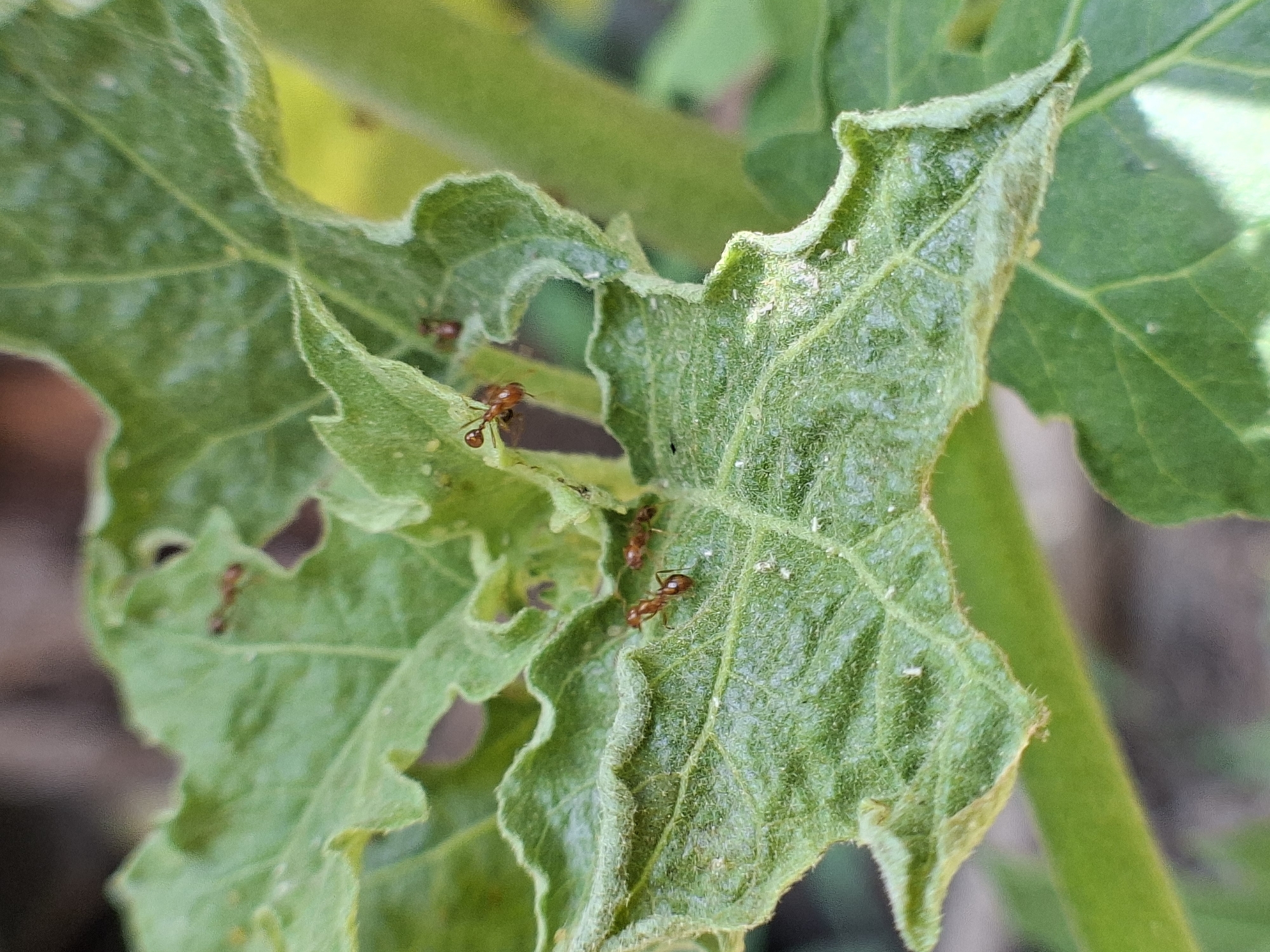A close-up photograph displays several small, reddish-brown ants on a vibrant green plant leaf, which exhibits signs of damage and pest infestation. The central leaf, and others partially visible, have irregular, ragged edges and holes, suggesting insect consumption. Numerous tiny white specks, possibly aphids or mealybugs, are scattered across the surface of the green leaves. Several ants are actively moving across the damaged leaf, appearing to interact with these white specks, a common behavior where ants tend to sap-sucking insects for their honeydew secretions.
The leaves themselves have a somewhat textured, slightly crinkled appearance, and some sections show a fuzzy or hairy surface. A thick, green plant stem is visible in the background, out of focus. The lighting suggests it is daytime, with natural light illuminating the scene. No specific location cues are visible within the image itself, but the context provided places it in Lhokseumawe, Indonesia. There is no visible text in the image.
